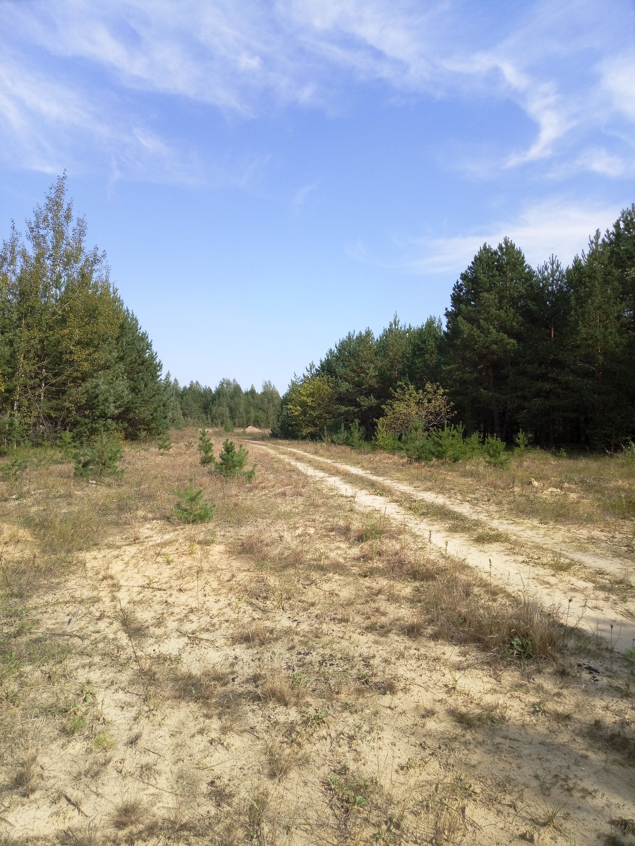 What Ukrainians like about the Republic of Belarus) - My, Republic of Belarus, Forest, Childhood, Memories, The photo, Nature, Longpost