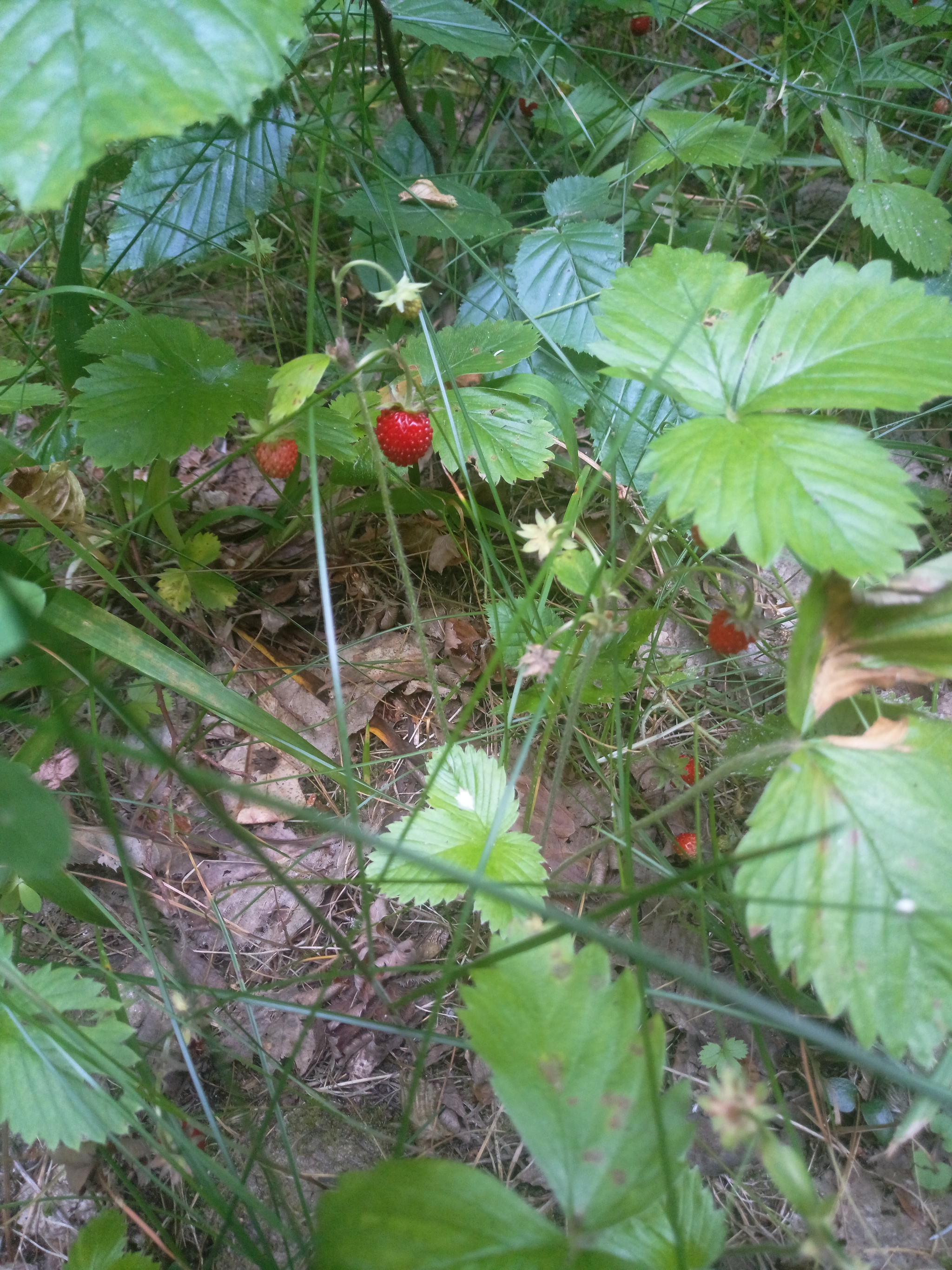 What Ukrainians like about the Republic of Belarus) - My, Republic of Belarus, Forest, Childhood, Memories, The photo, Nature, Longpost