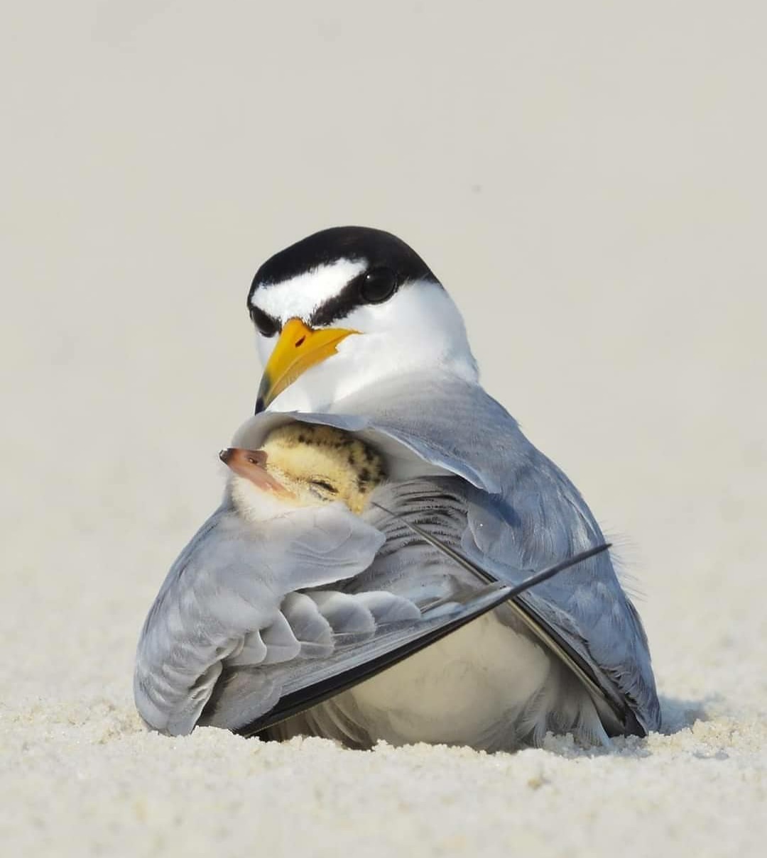 Under mom's wing - The photo, Birds, Chick, Tern