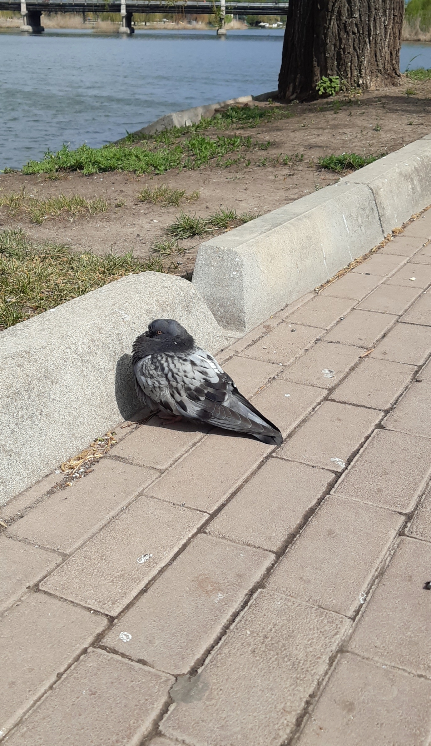 Walking around Donbass. Spring Donetsk. Part 1 - My, Photo on sneaker, Mobile photography, Donetsk region, Birds, Hiking, Longpost