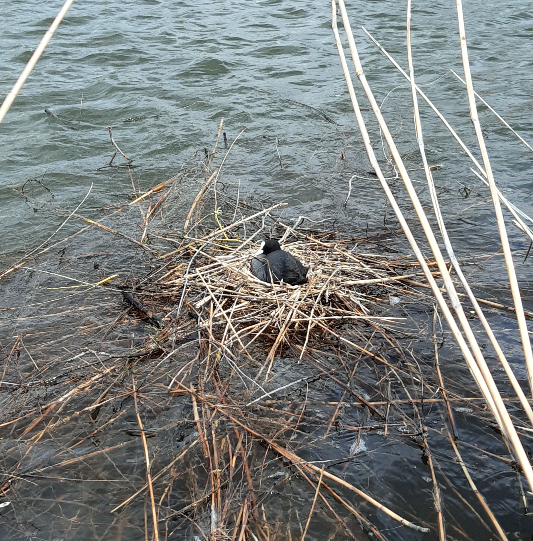 Walking around Donbass. Spring Donetsk. Part 1 - My, Photo on sneaker, Mobile photography, Donetsk region, Birds, Hiking, Longpost