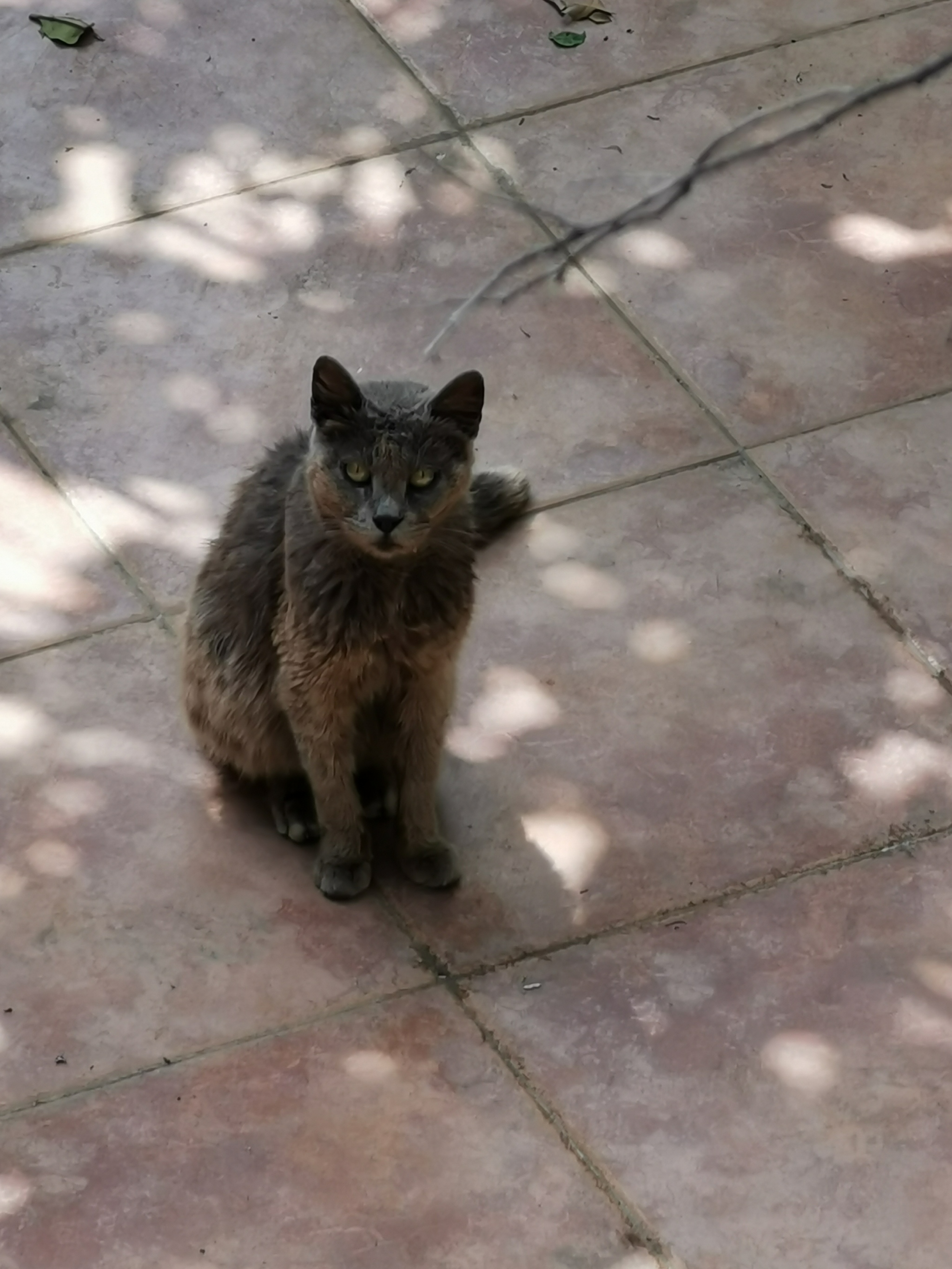 Bandit - My, Black cat, cat