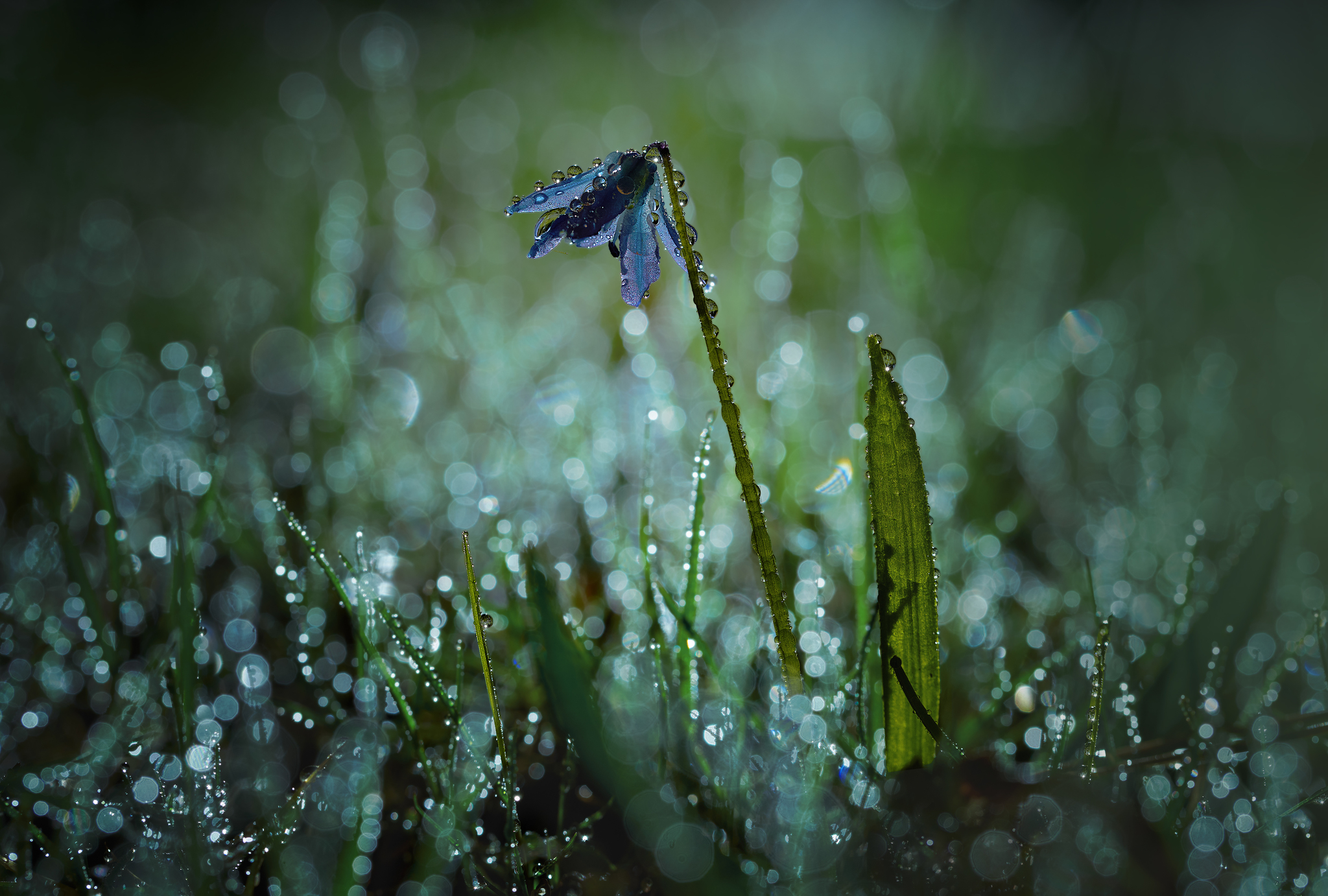 Drops on your face are just rain - My, Rain, Drops, Night, Moonlight, Macro photography, Flowers, The photo