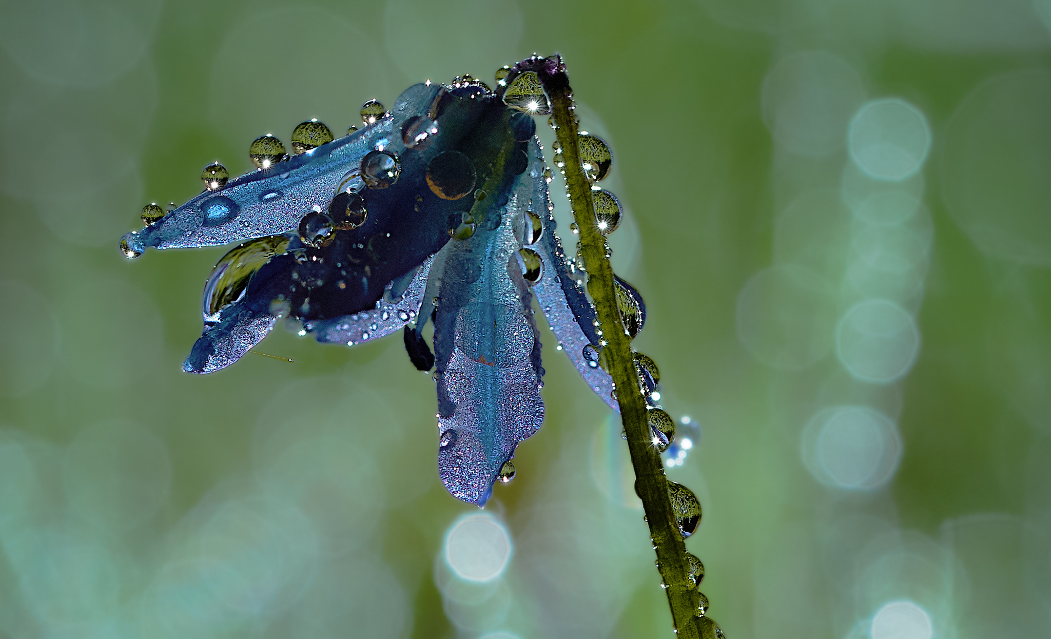 Drops on your face are just rain - My, Rain, Drops, Night, Moonlight, Macro photography, Flowers, The photo