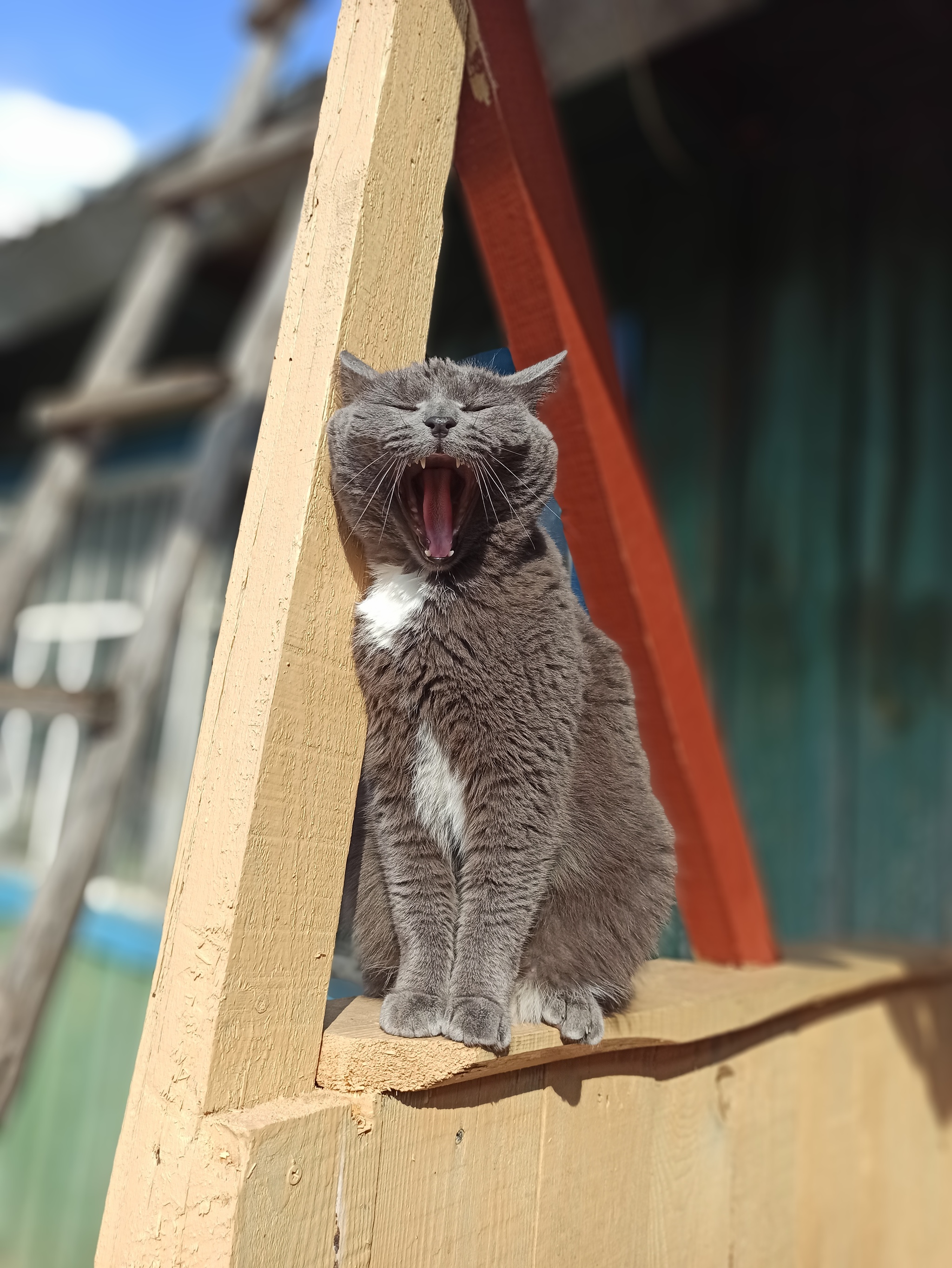 Suddenly. Cat - My, cat, Is sitting, Onlooker, Longpost, Grey