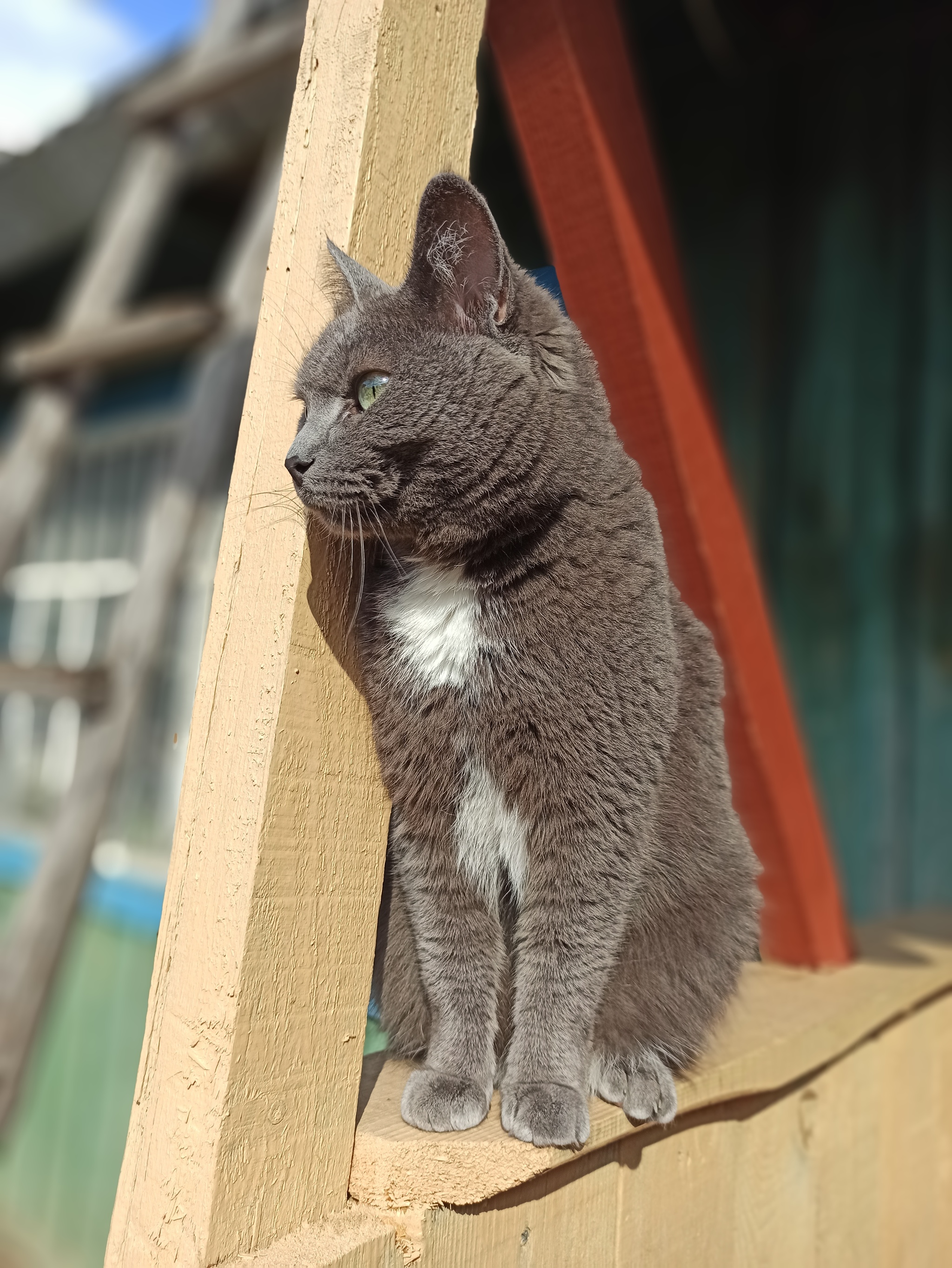 Suddenly. Cat - My, cat, Is sitting, Onlooker, Longpost, Grey