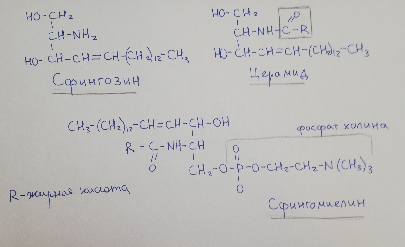 Химия. Сложные липиды (Фосфолипиды, гликолипиды) 2 часть. Что такое гепатопротекторы? - Моё, Химия, Длиннопост, Научпоп, Наука, Интересное, Липиды, Гепатопротекторы