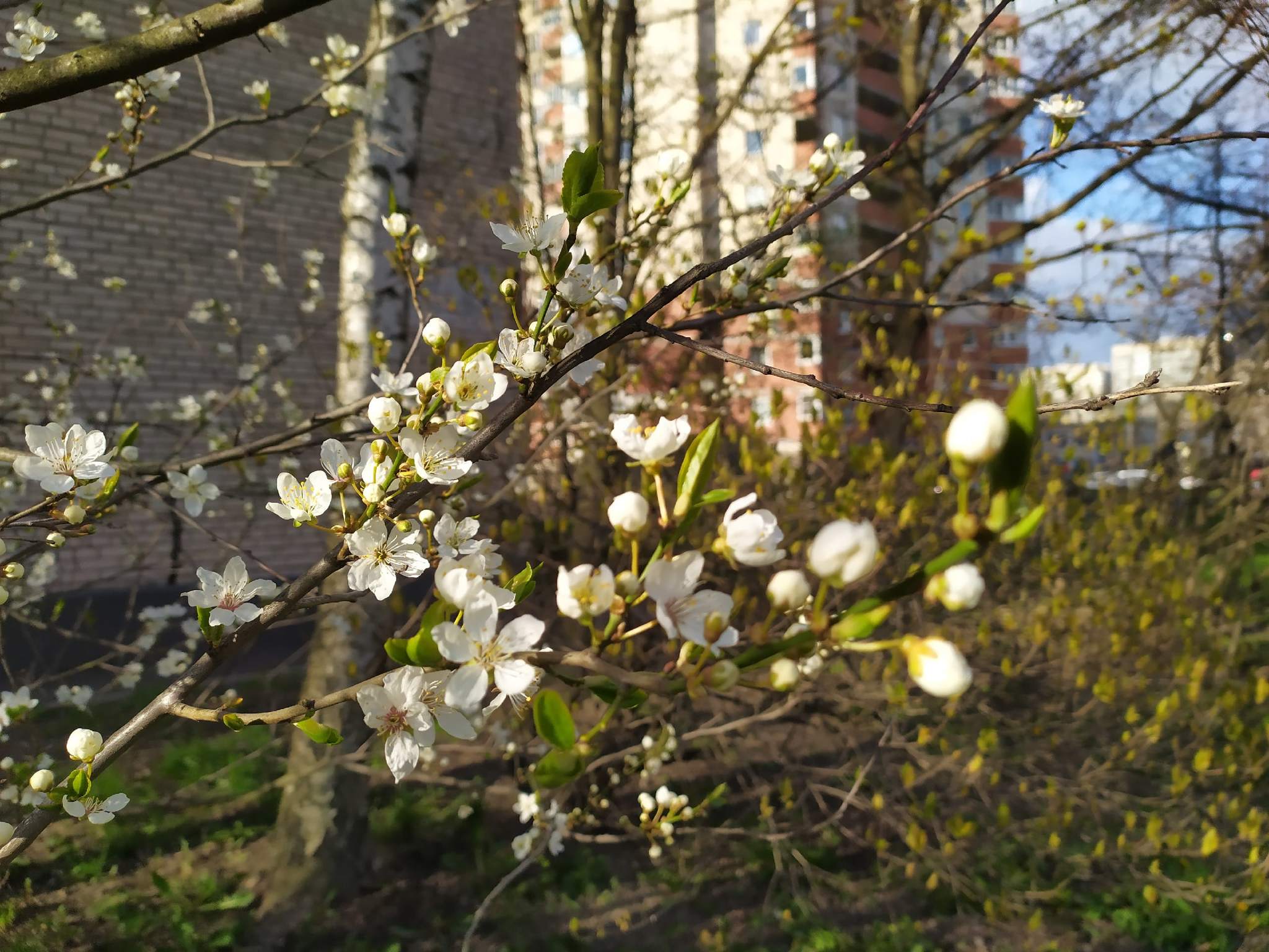 Flowers to everyone! - My, Saint Petersburg, The photo, Flowers, Spring