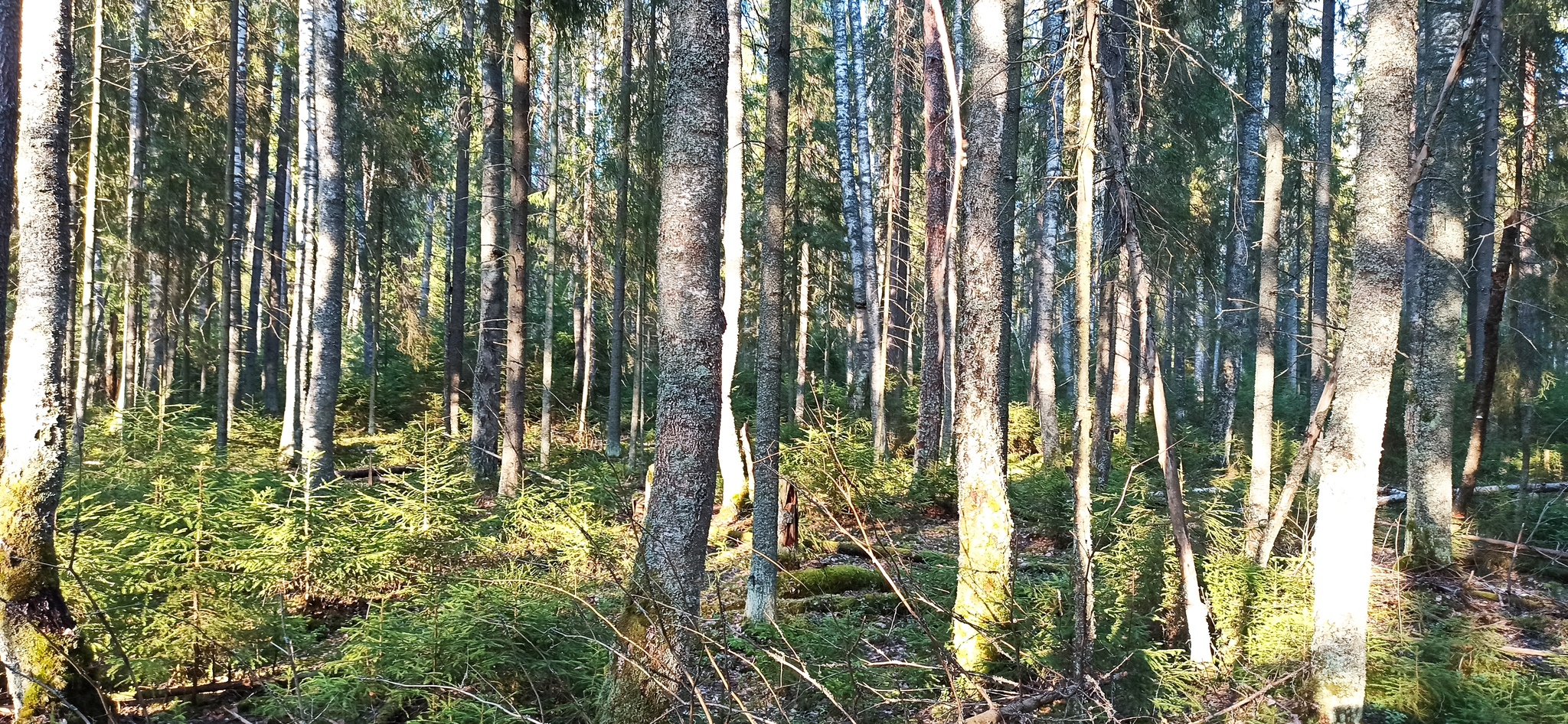 Весенний лес - Моё, Весна, Лес, Природа, Дикая природа, Людей нет, Паводок, Мобильная фотография, Длиннопост