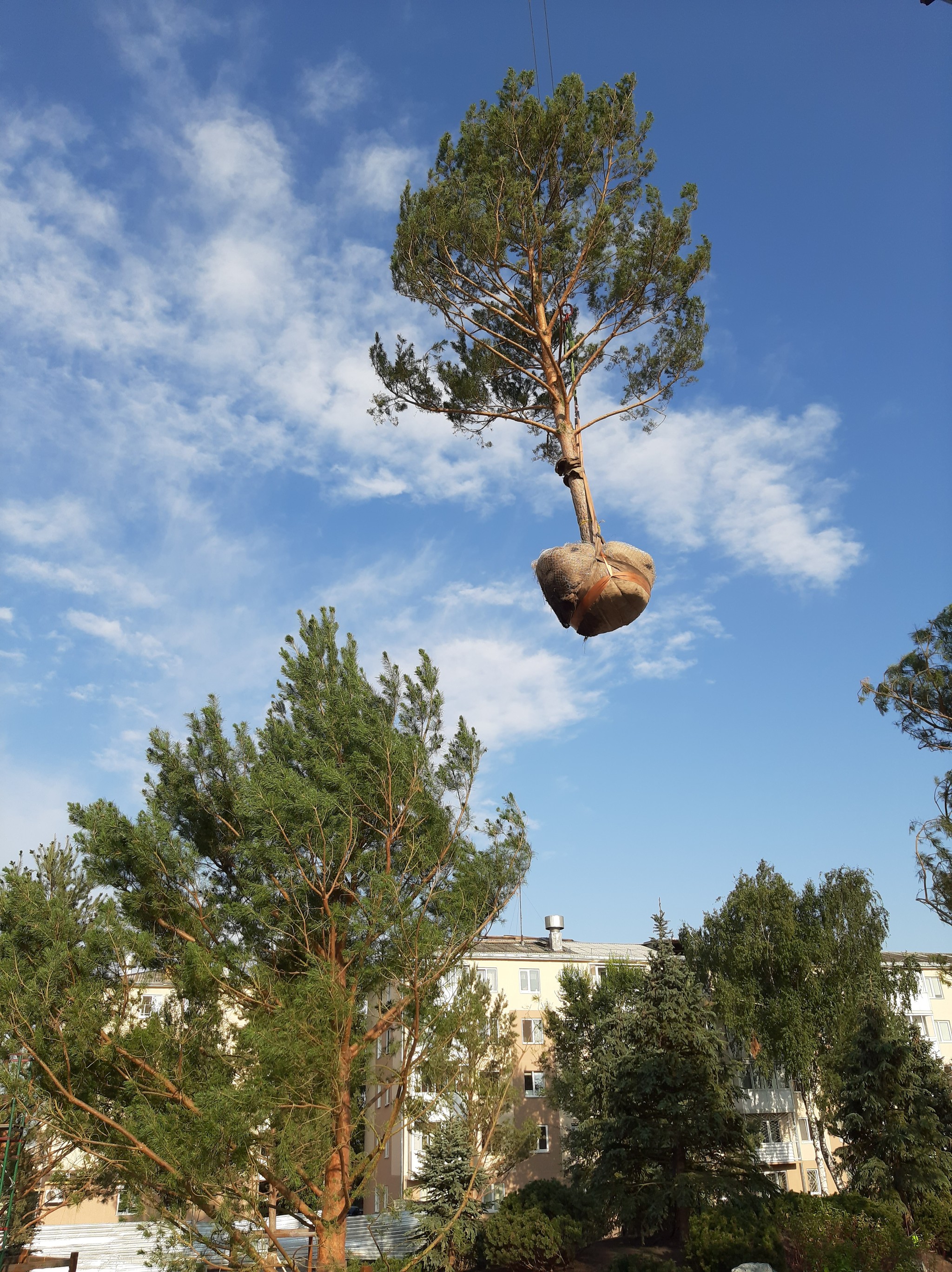 flying pine - My, Kemerovo, Pine, The park, Tap