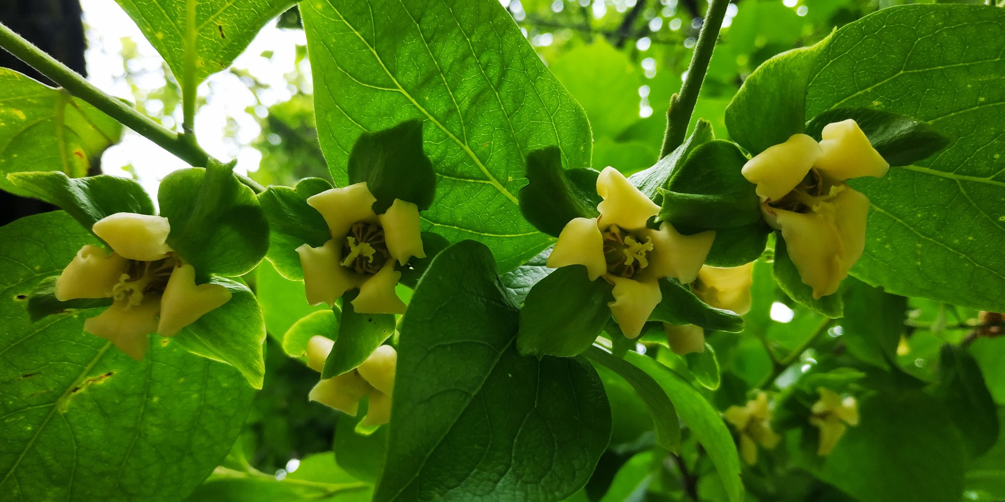 How persimmon blooms - My, Persimmon, Flowers, Tajikistan, Telephone