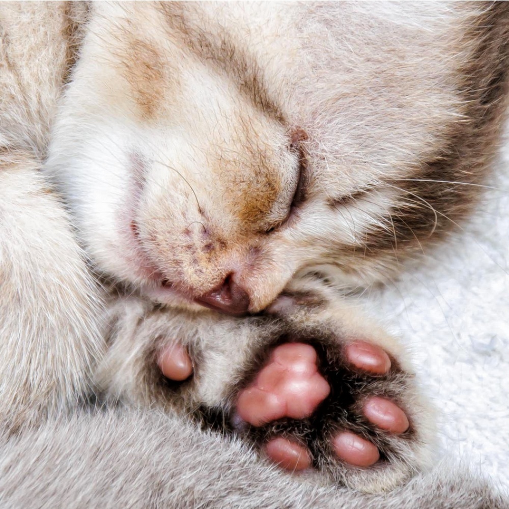 He's full and sleeping - cat, The photo, Paws, Kittens, Dream