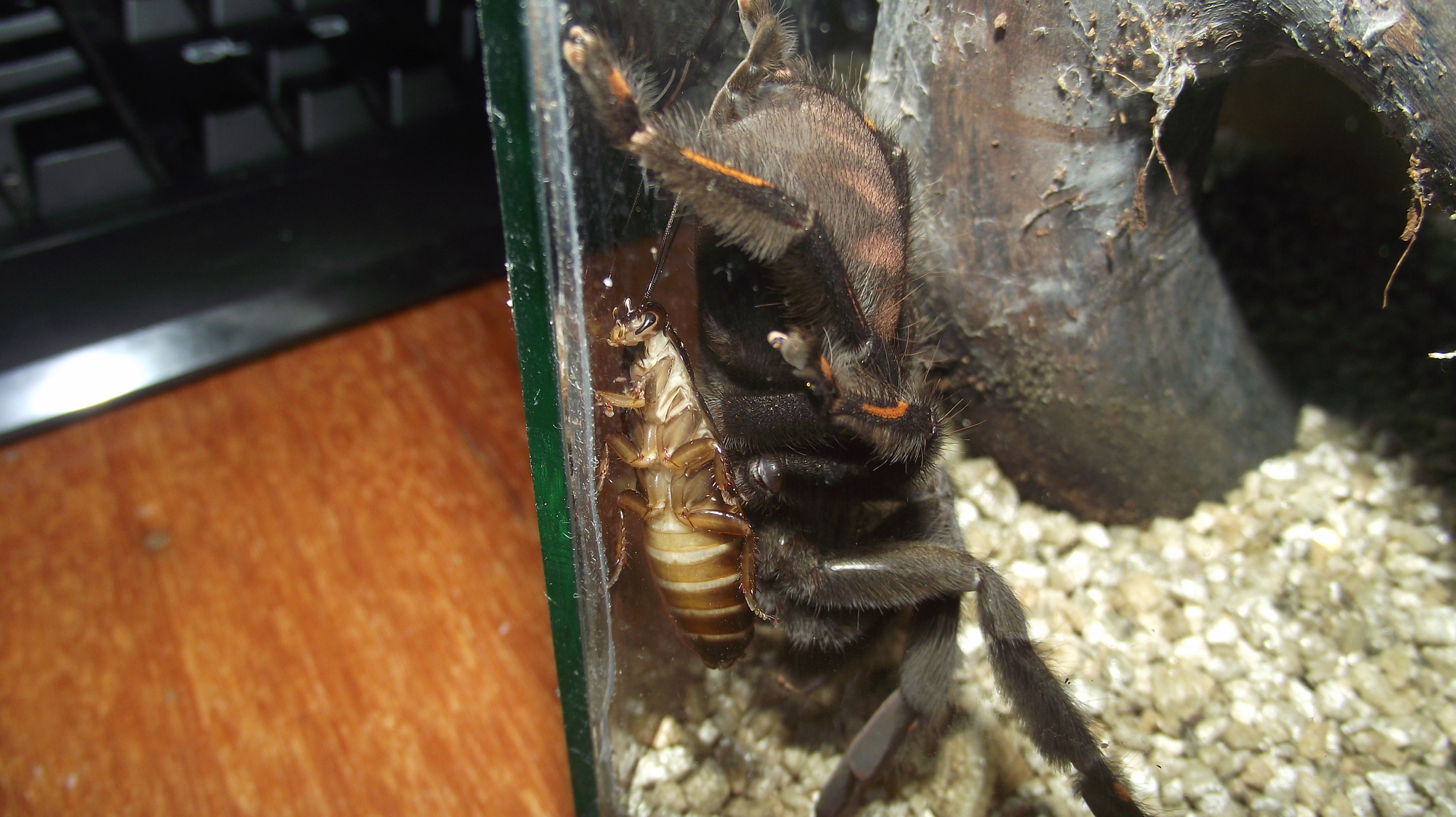 The story of a novice spider scientist - My, Exotic animals, Spider, Cockroaches, Insects, Longpost, GIF, Bird spiders