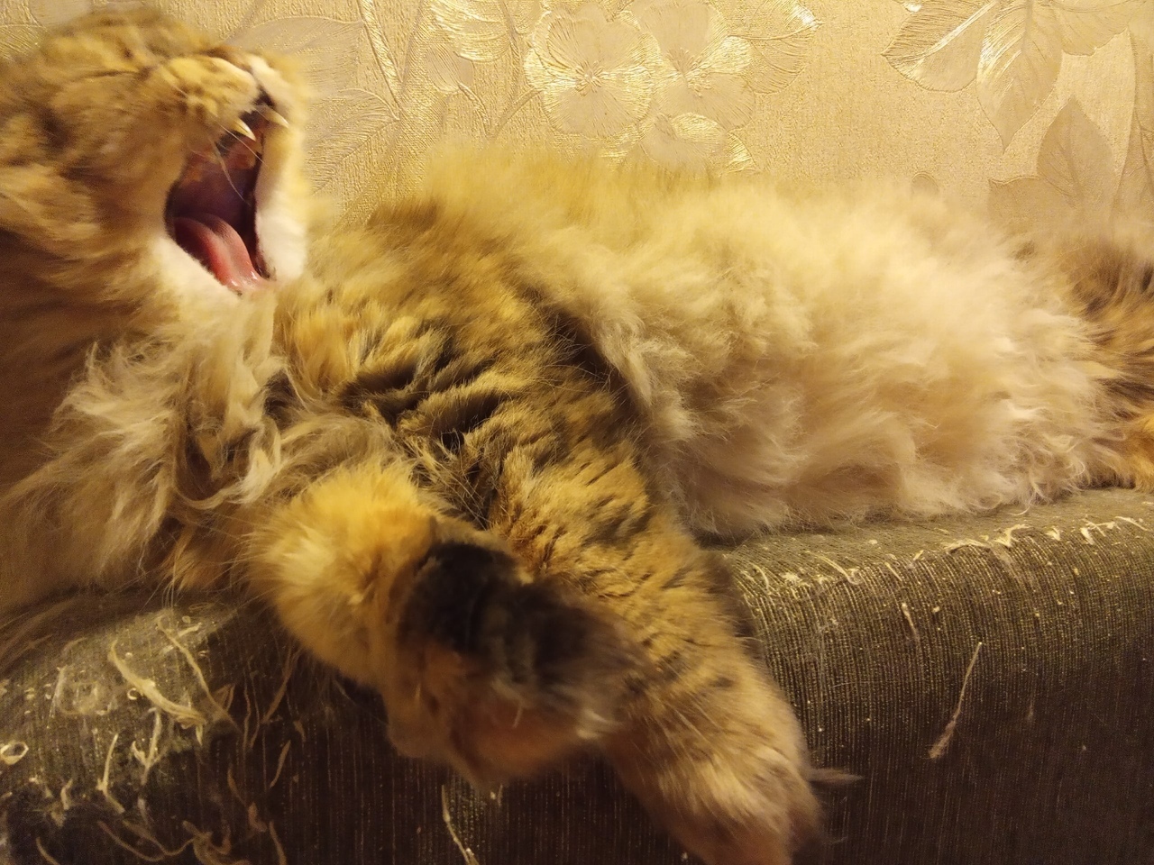 Yawning animals)) - My, cat, Time to sleep, Yawn