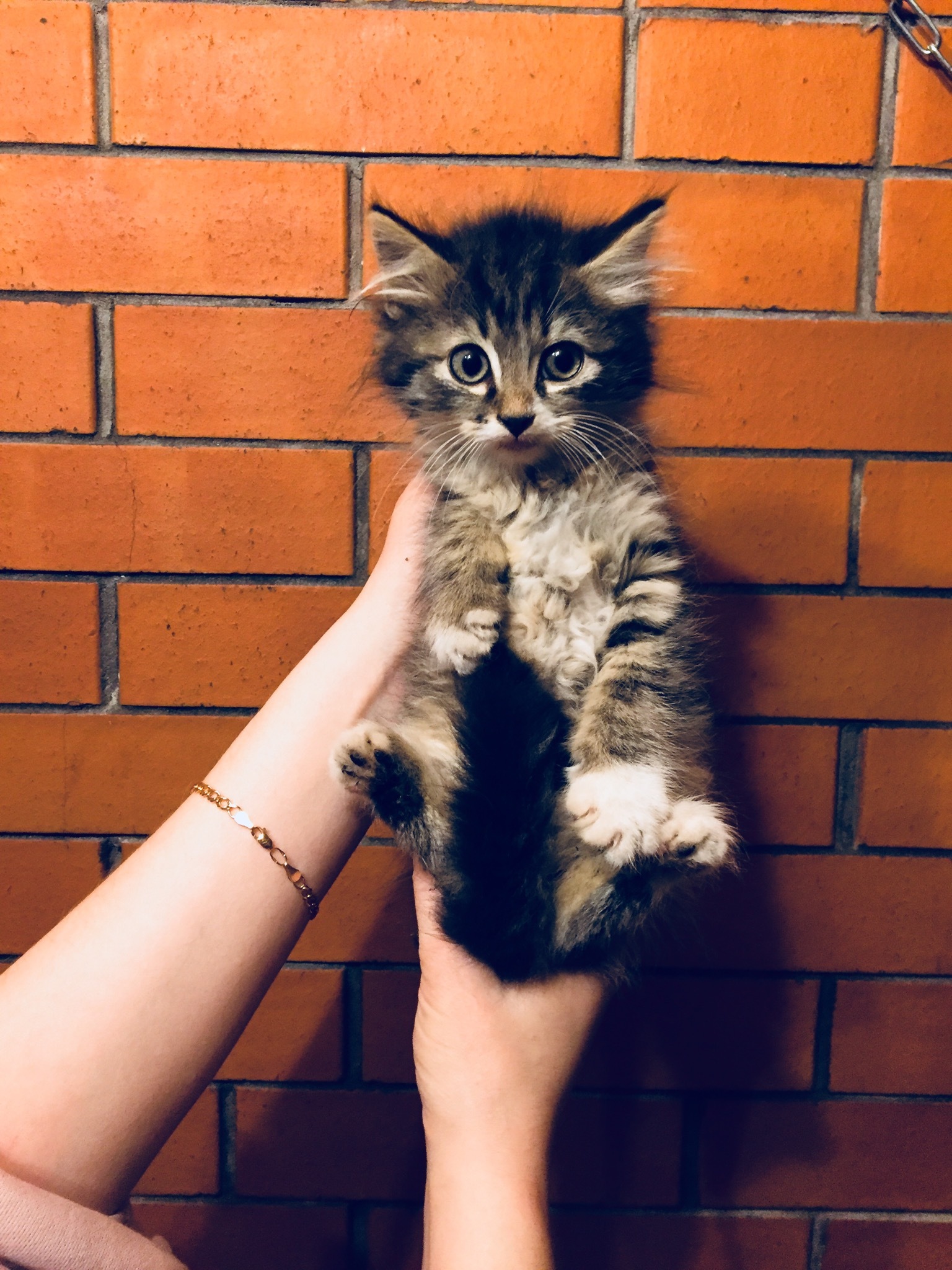 Two kittens rescued from the basement today are looking for their home. Girl and boy. St. Petersburg and Leningrad Region [UPD Hosts found] - My, cat, No rating, Saint Petersburg, Leningrad region, In good hands, Animal Rescue, Kittens, Longpost