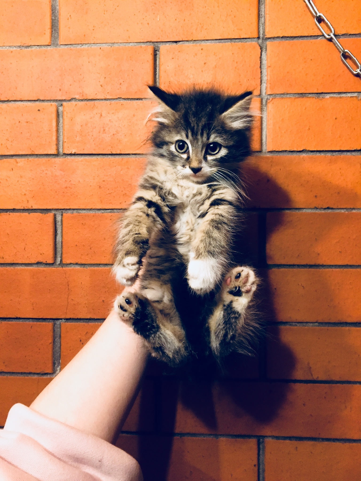 Two kittens rescued from the basement today are looking for their home. Girl and boy. St. Petersburg and Leningrad Region [UPD Hosts found] - My, cat, No rating, Saint Petersburg, Leningrad region, In good hands, Animal Rescue, Kittens, Longpost