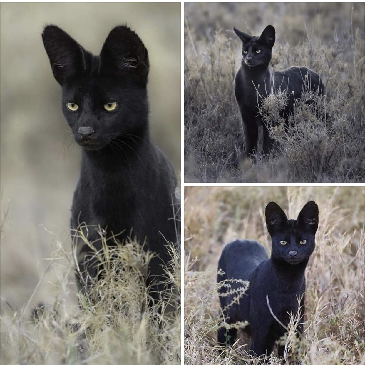 The photographer was not impressed with the serval - Serval, The photo, Small cats, Cat family, Predatory animals, Wild animals, Melanism, Africa