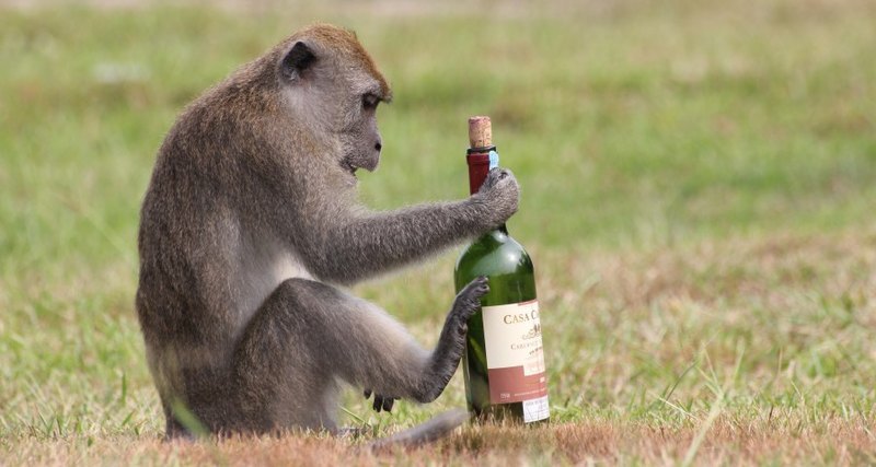 In the animal world - Alcohol, Alcoholics, Пьянство, Funny animals, Longpost