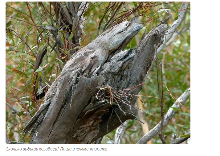 Nightjar: Kings of the poor among birds. Psychiatric hospital in the forest at night - Animal book, Nightjar, Yandex Zen, Longpost, Birds, Animals