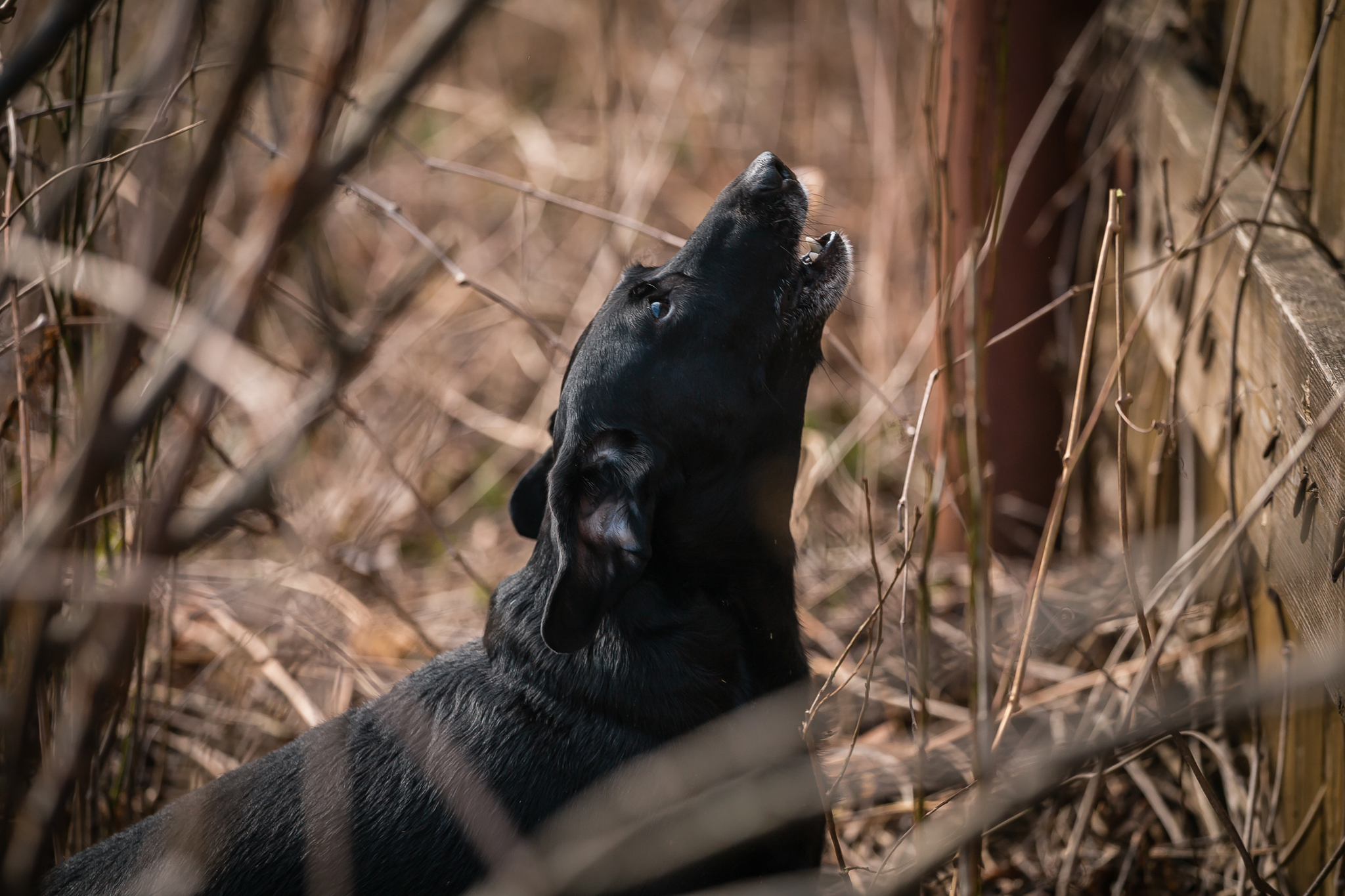 Uninvited guest - My, cat, Dog, Cats and dogs together, Village, The photo, Longpost