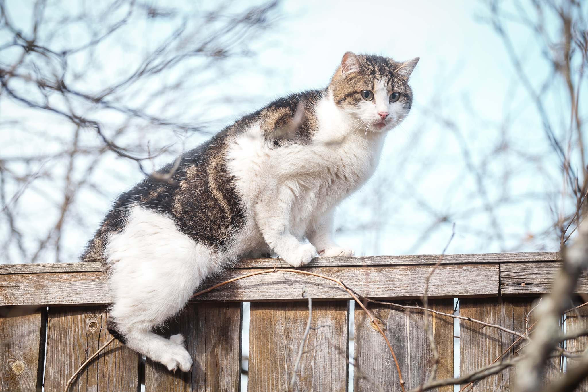 Uninvited guest - My, cat, Dog, Cats and dogs together, Village, The photo, Longpost