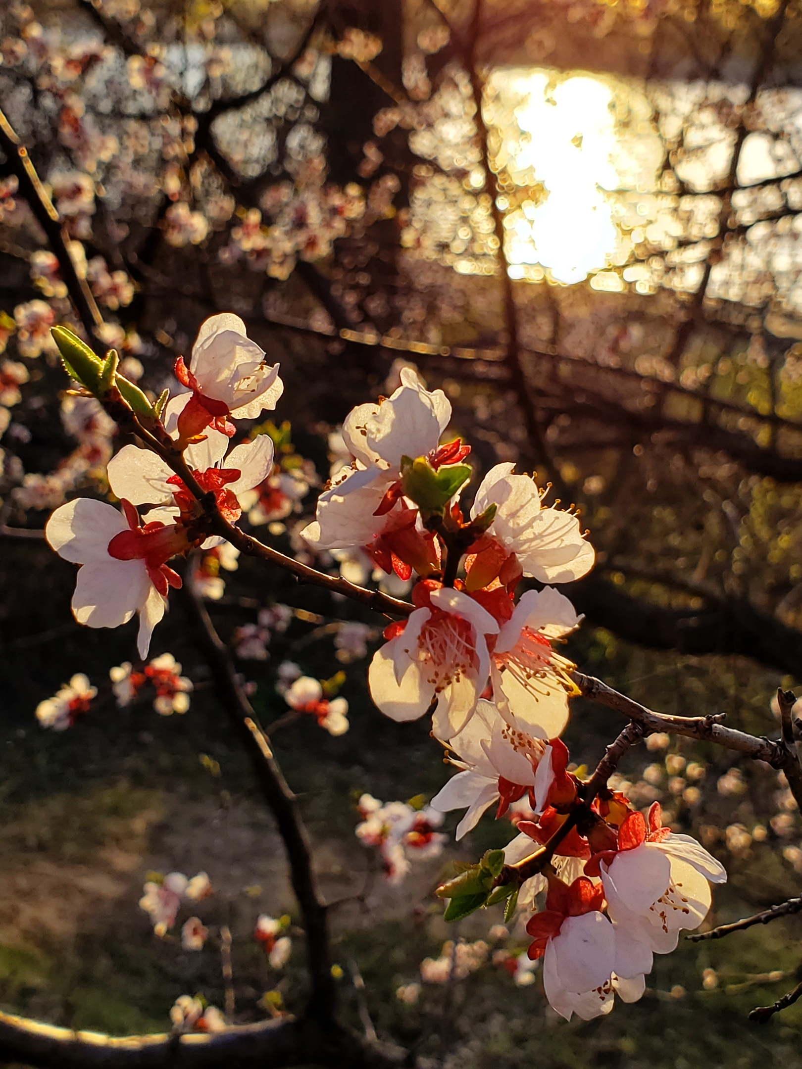 Spring... - My, Spring, May, Bloom, Flowers, Sunset, Fotonakhodu, The photo, Mobile photography, Longpost