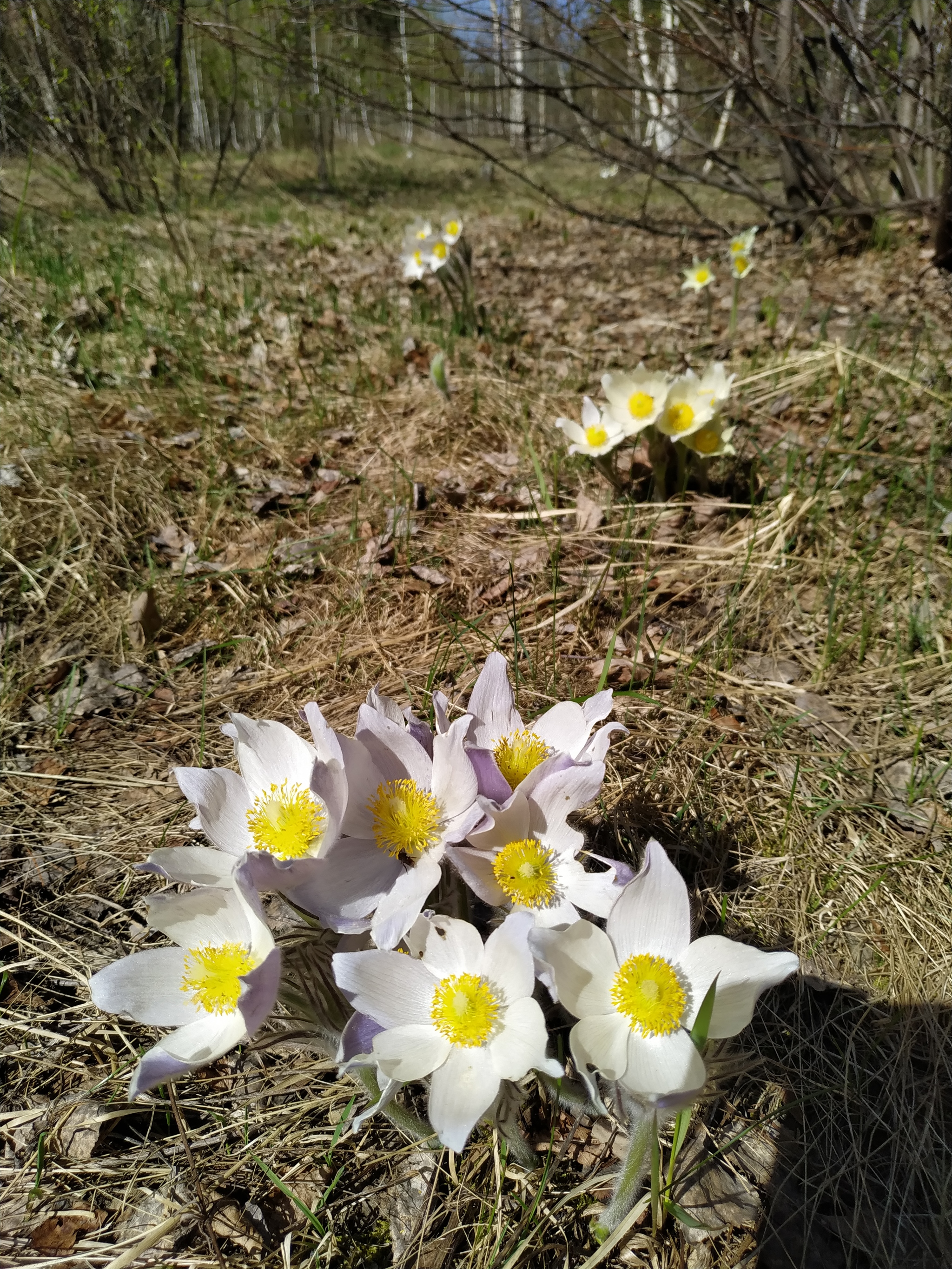 Not snowdrops post - My, Nature, beauty, Longpost, Pulsatilla open, Dream herb