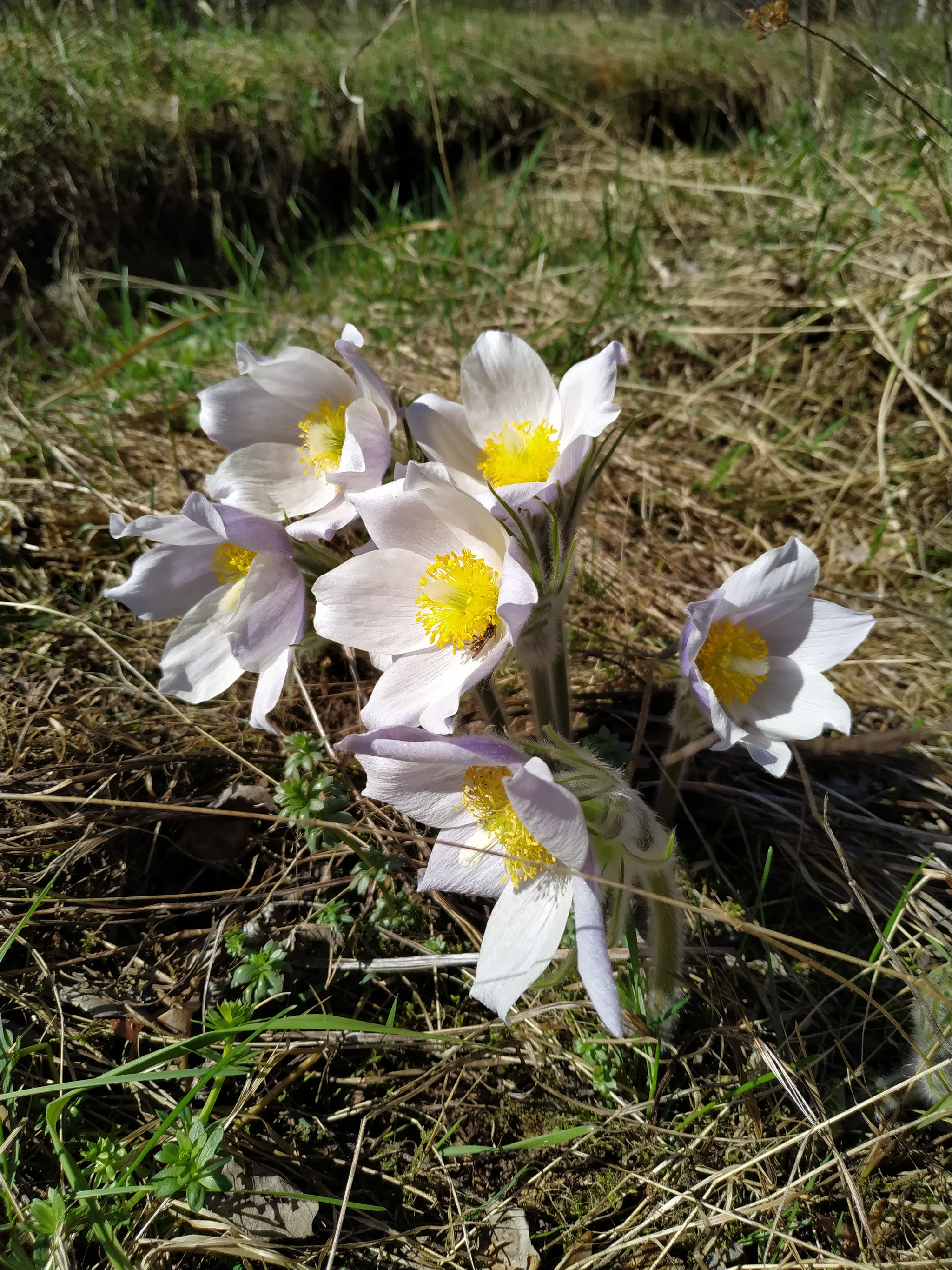 Not snowdrops post - My, Nature, beauty, Longpost, Pulsatilla open, Dream herb