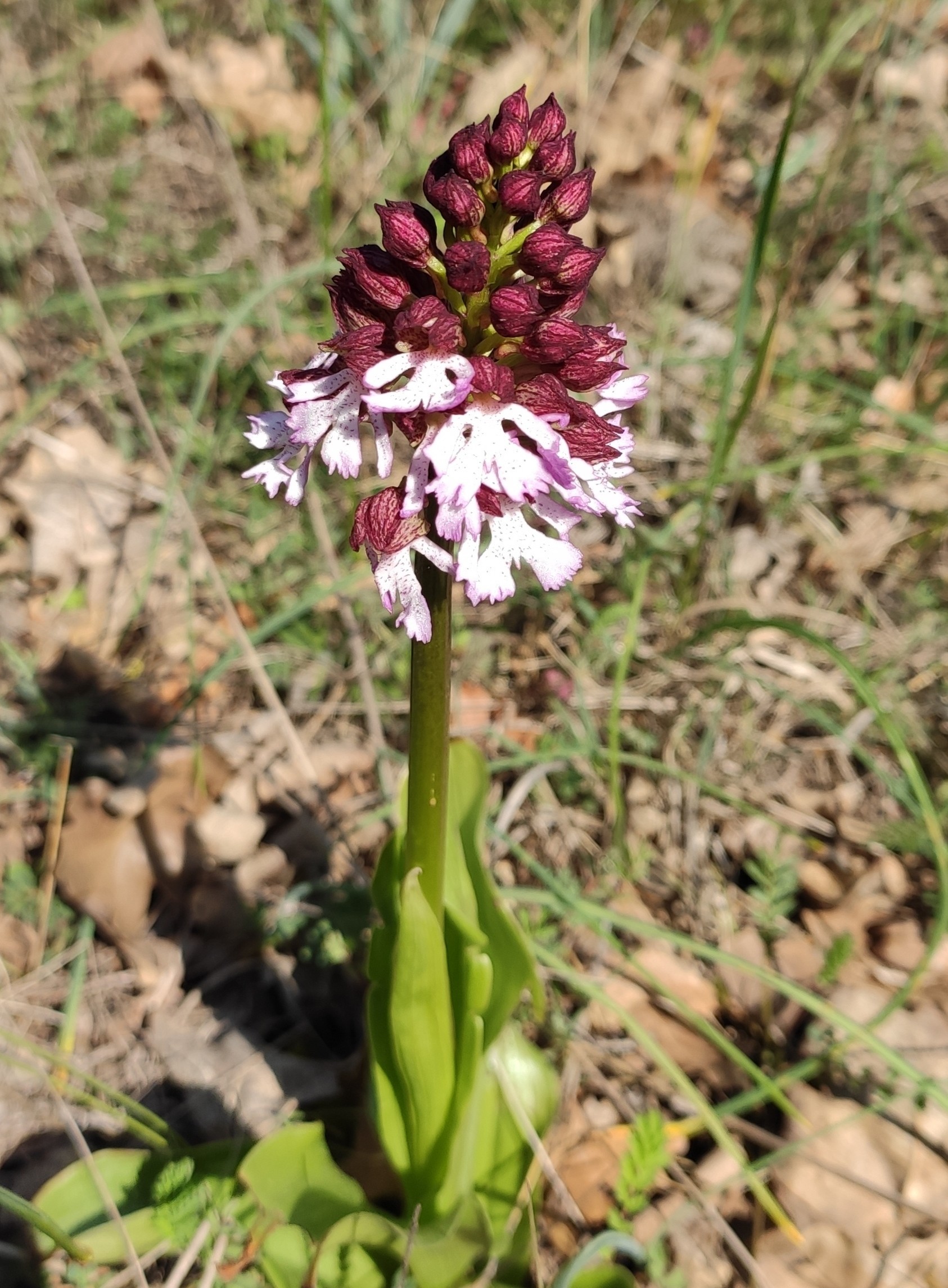 Orchis - My, Flowers, Orchids, Forest, Longpost