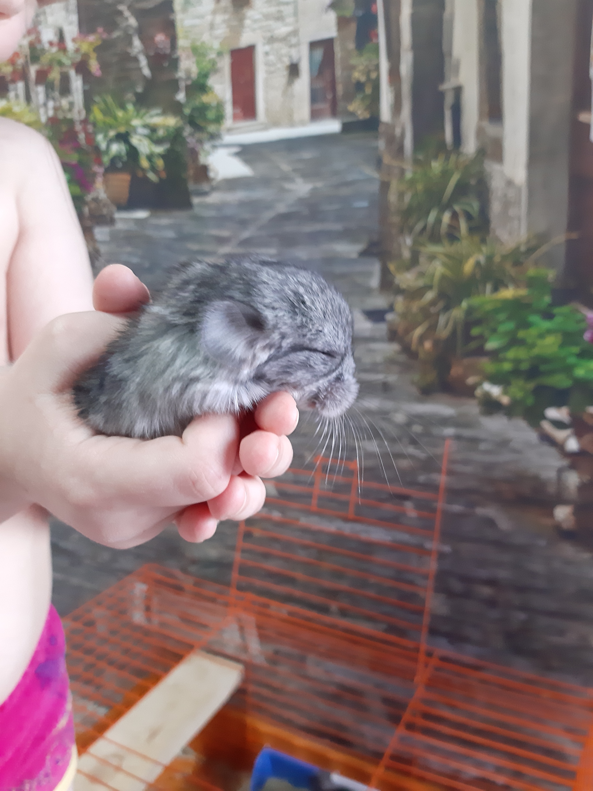 Our Shusha is a Trojan horse! - My, Chinchilla, Animals, Milota, Longpost