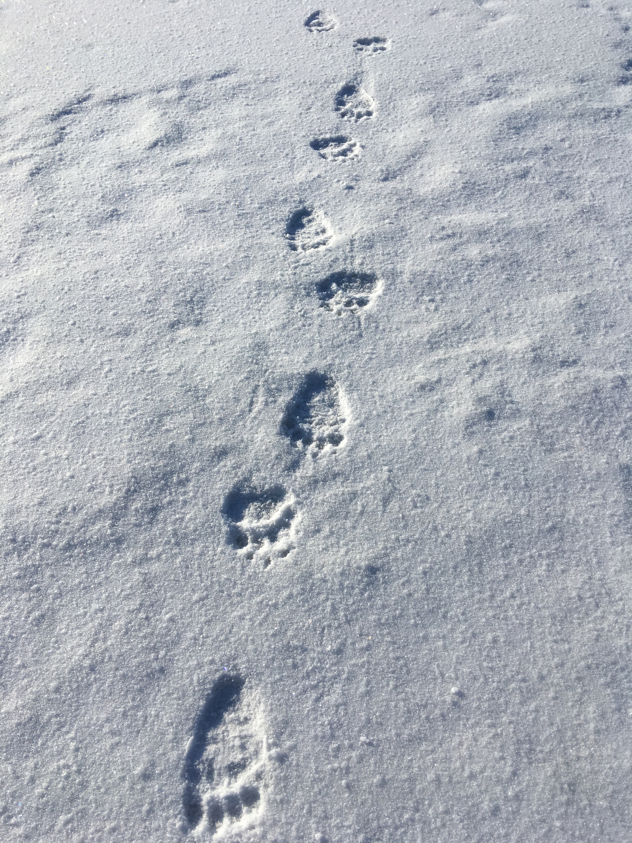 Trail in the forest - My, Forest, Fishing, Nature, Wild animals