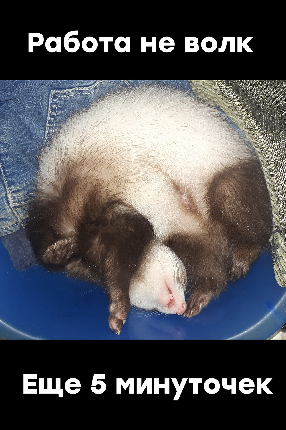 I feel so comfortable - My, Ferret, Dream