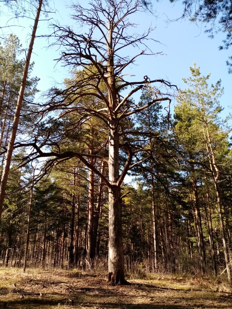 Побежден но не сломлен - Моё, Лес, Одинокий воин, Уважение, Длиннопост