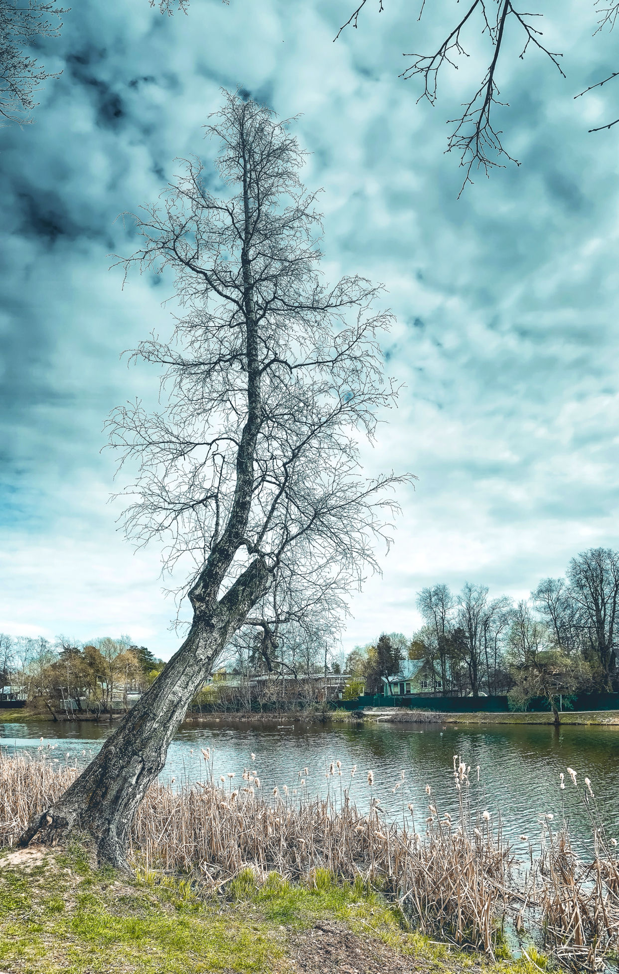 Nemchinovsky Pond - My, Lightroom, Snapseed, The photo, iPhone, Landscape, Pond