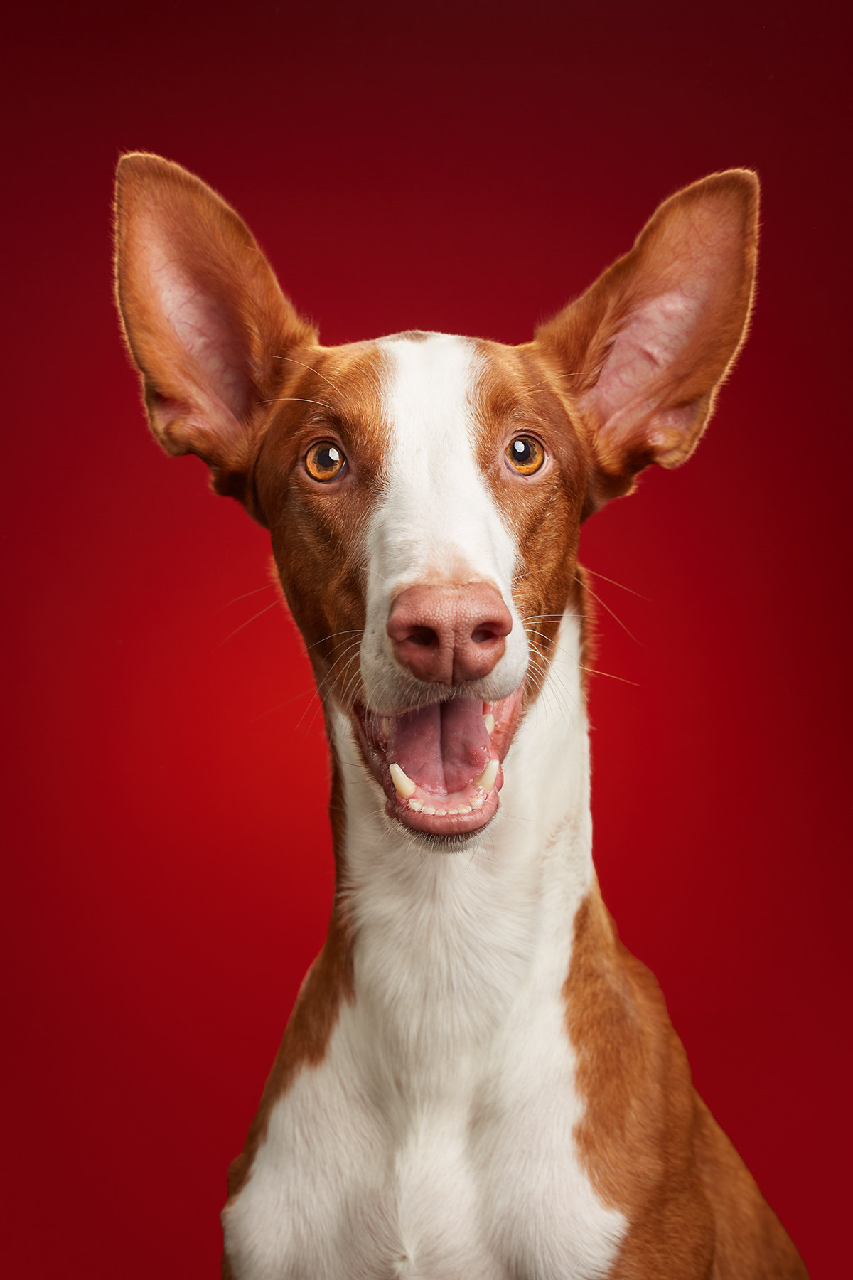 Dog show - Dog, The photo, Longpost