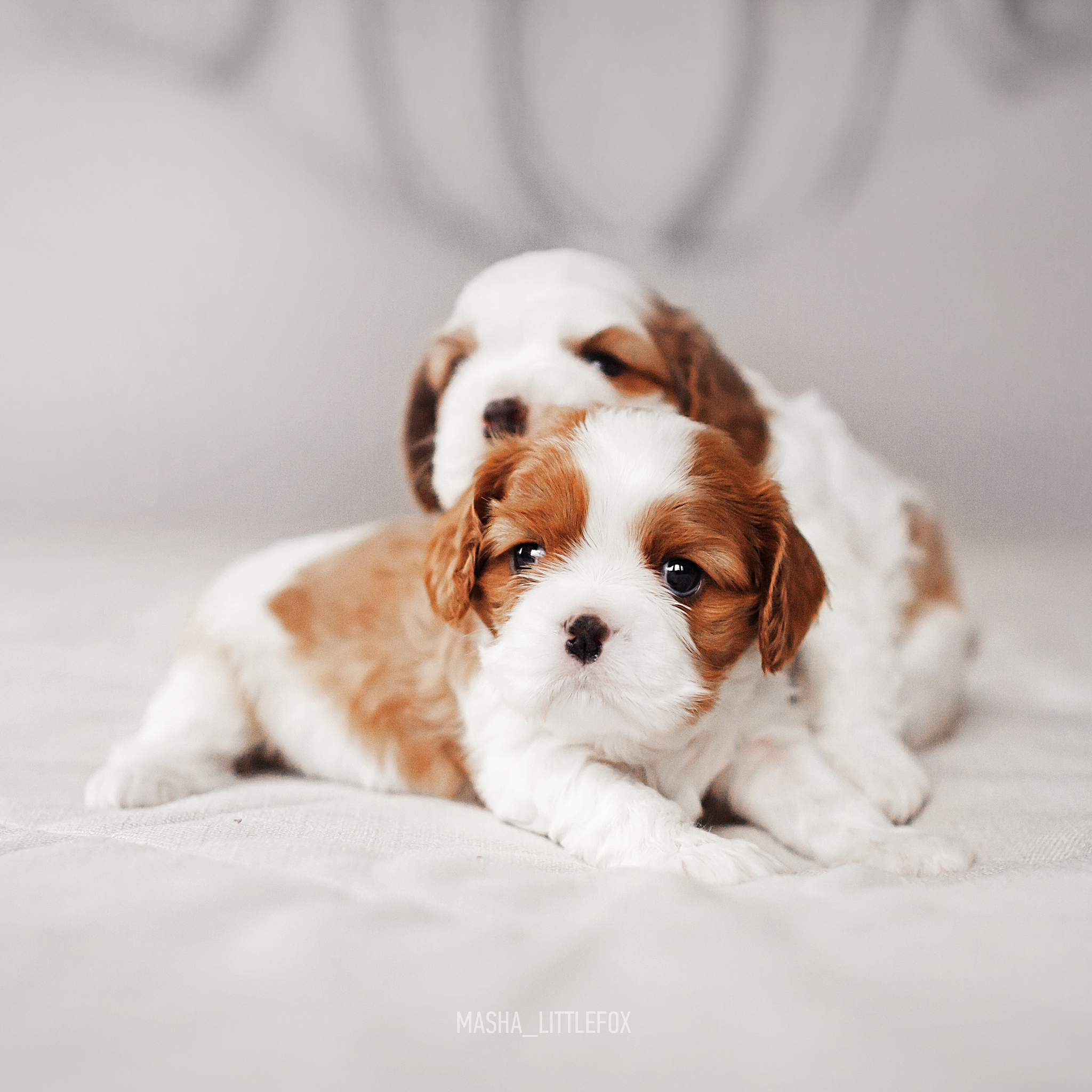 Just little puppies :) - My, Milota, Puppies, Cavalier king charles spaniel, Children, Dog, Pets, Longpost, Kus