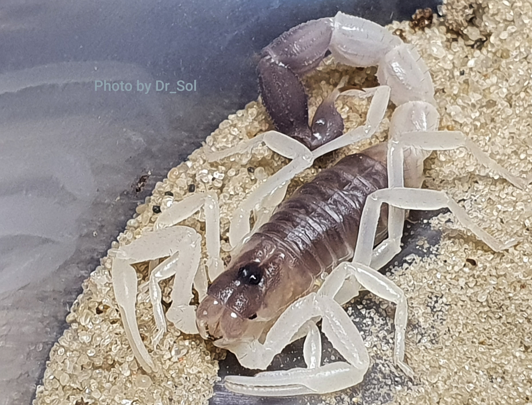 Scorpions (and tarantulas), photo - My, Scorpion, Pets, Hobby, Bird spiders, Longpost, Spider