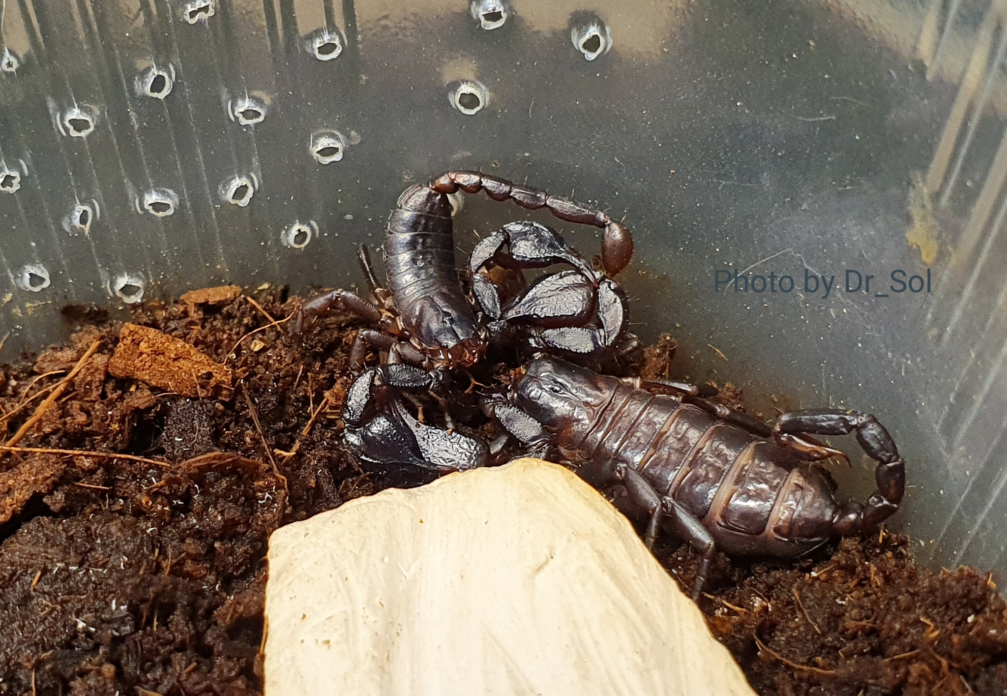 Scorpions (and tarantulas), photo - My, Scorpion, Pets, Hobby, Bird spiders, Longpost, Spider