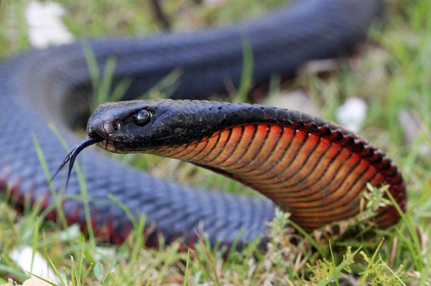Черная змея. Поехидничаем? | Пикабу