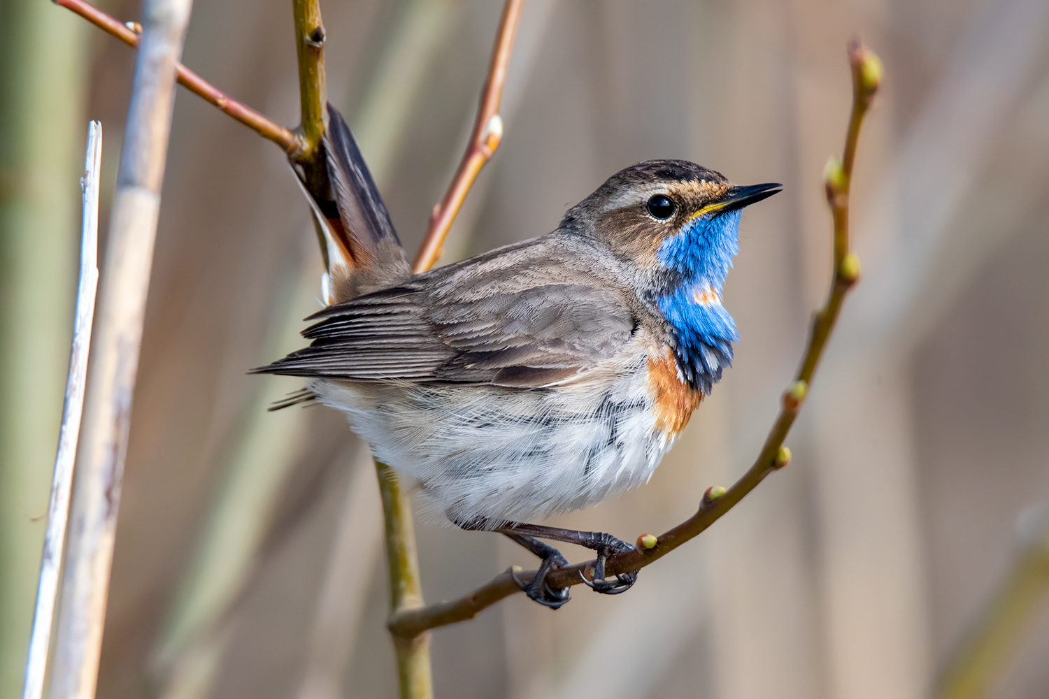 Bluethroat - My, Birds, The photo, Nikon, Leningrad region, Longpost