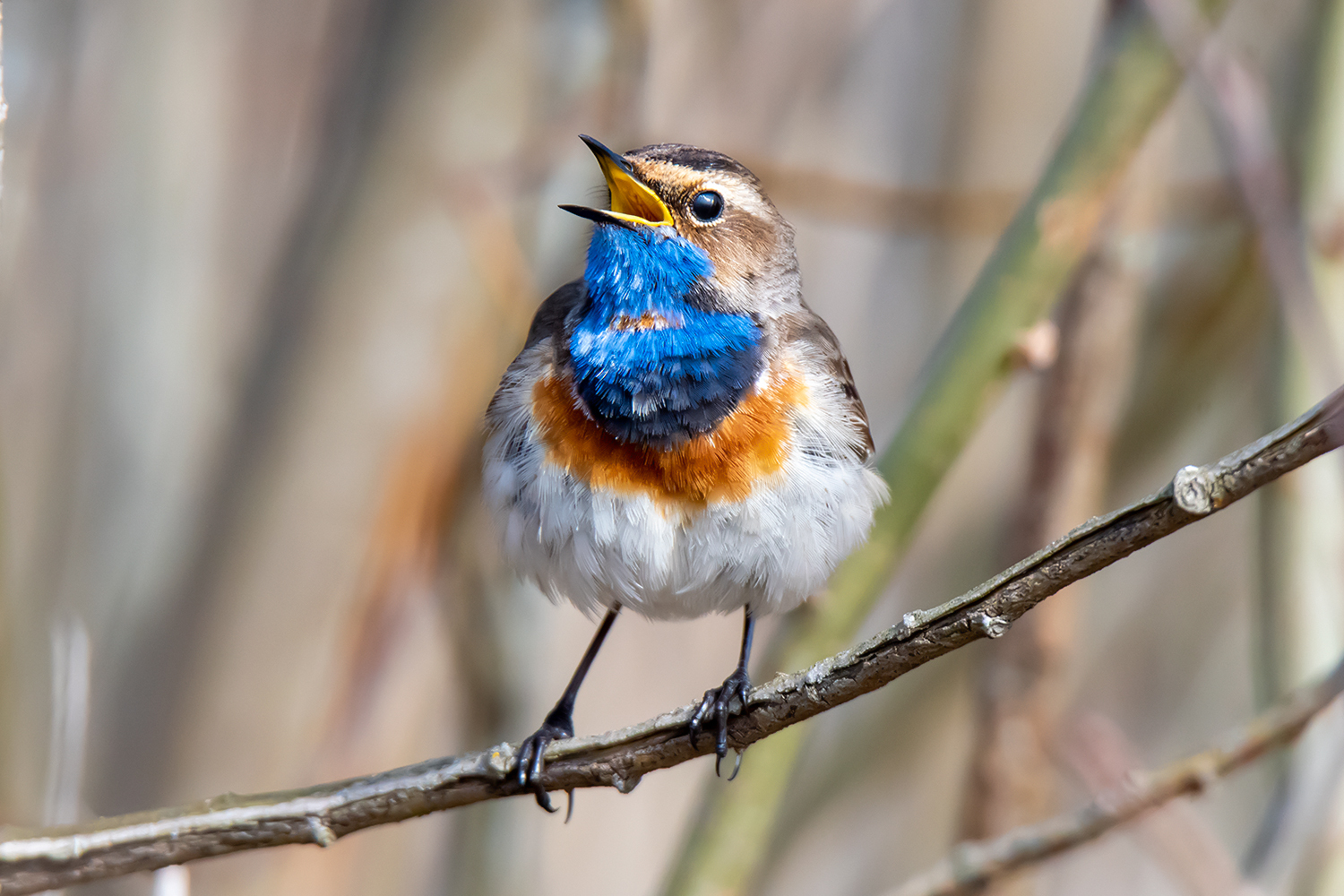 Bluethroat - My, Birds, The photo, Nikon, Leningrad region, Longpost