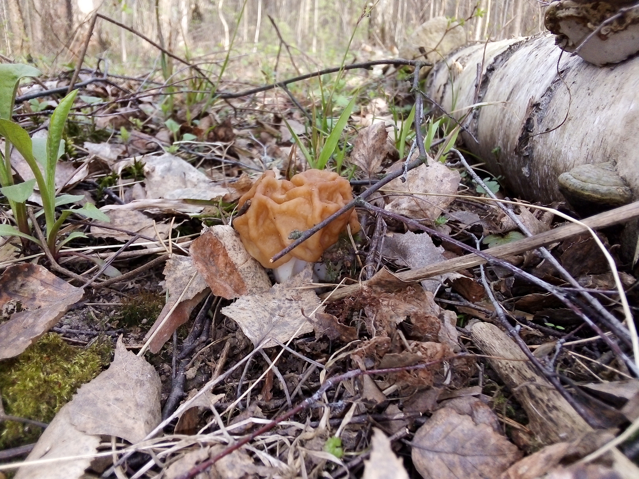 From the series “Who knows if these mushrooms are edible?” - My, Photo on sneaker, Mushrooms, Forest, Longpost