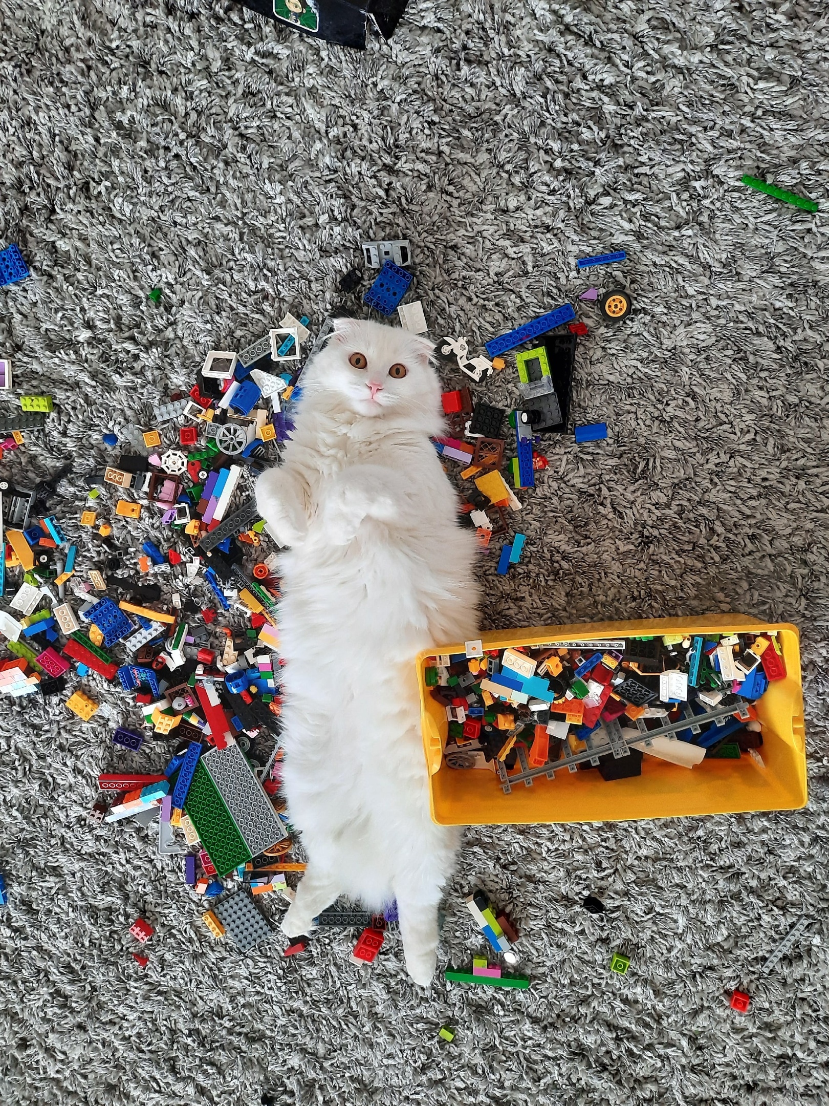 Повелитель LEGO - Моё, Кот, Беляш, LEGO