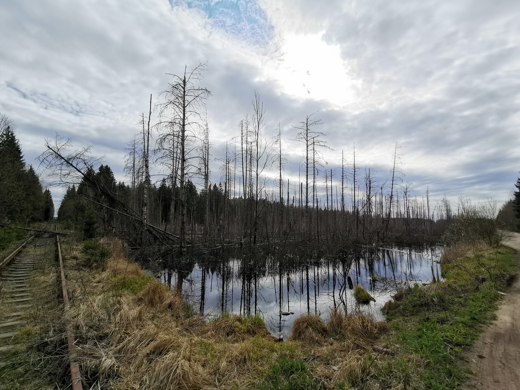 I came across an abandoned railway. Huawei p30 - My, Railway, Forest, Longpost