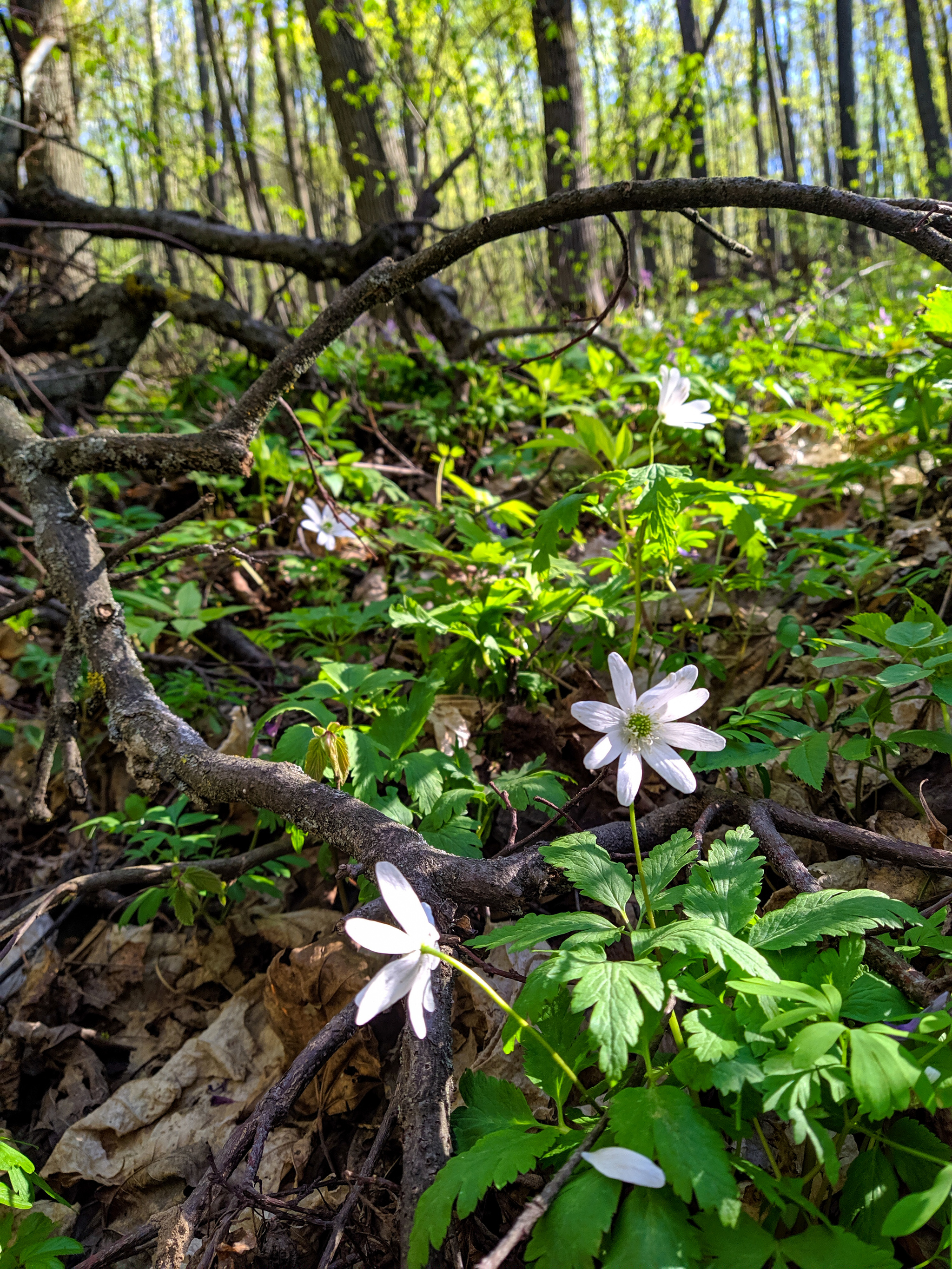 On Mount Tip-Tyav - My, Beginning photographer, Mobile photography, Nature, Longpost