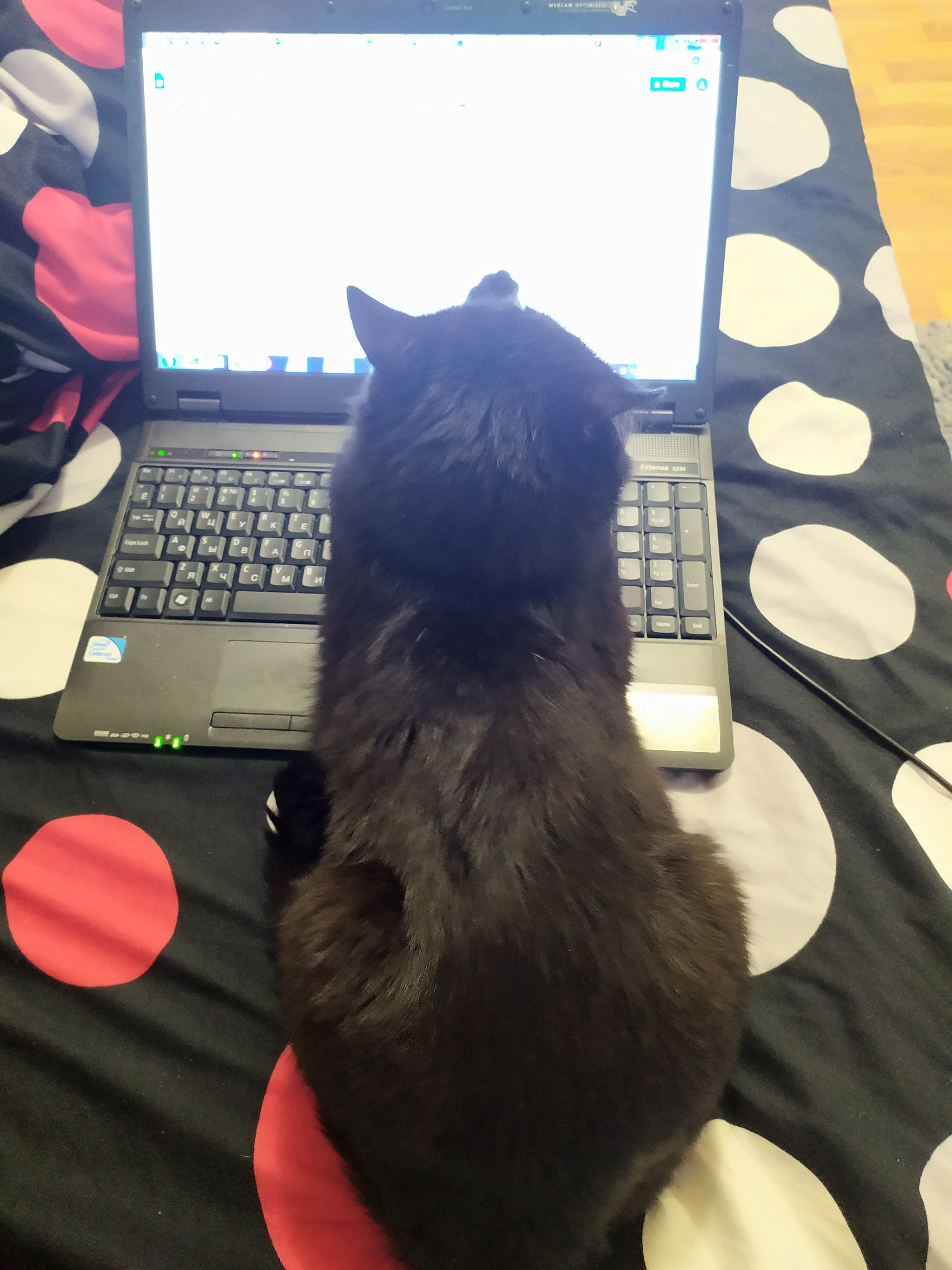 When you work from home... - My, cat, Black cat, Remote work, Longpost