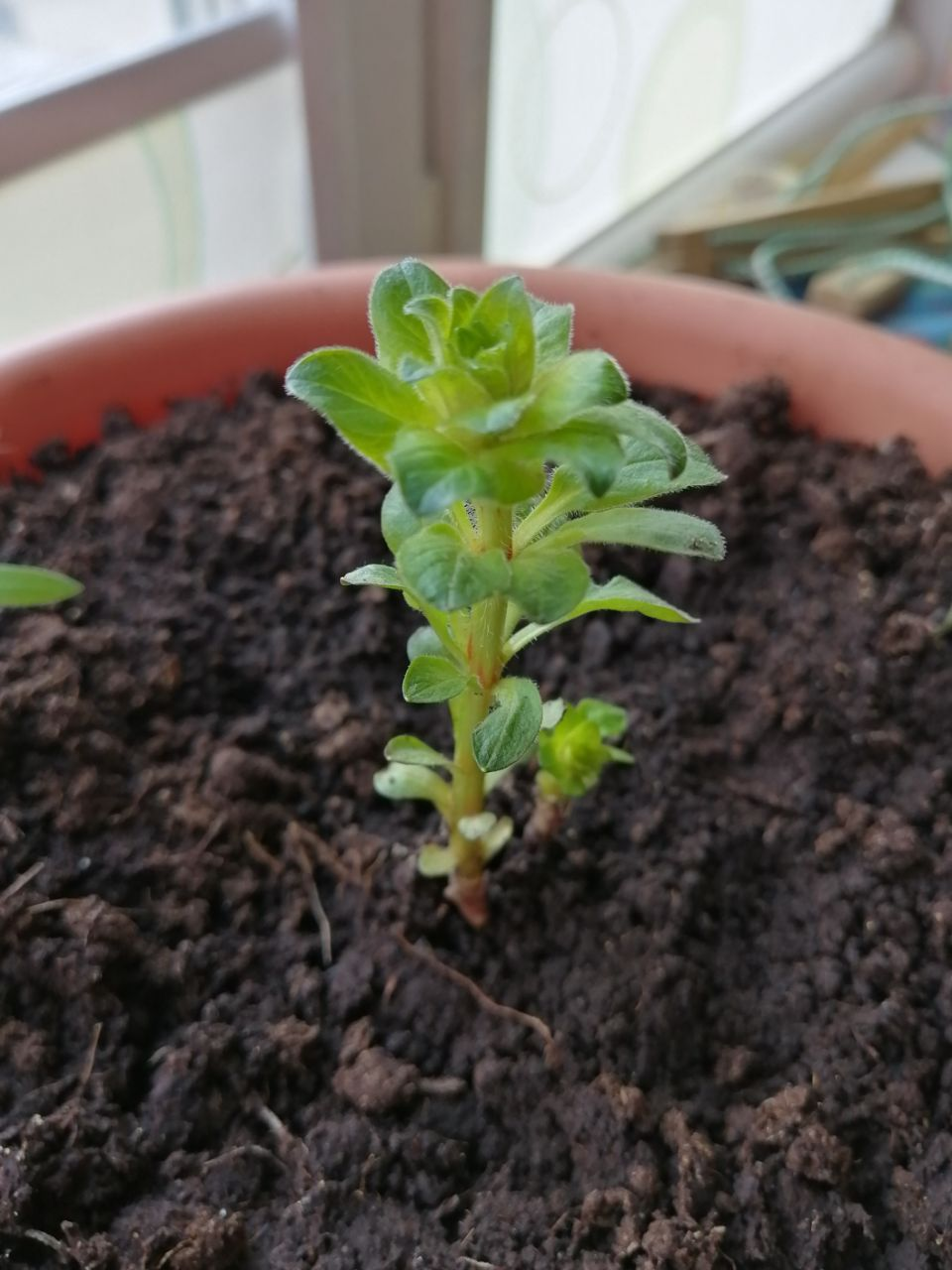 What kind of plant is this? - My, Plants, Houseplants, Longpost, Question, Botany