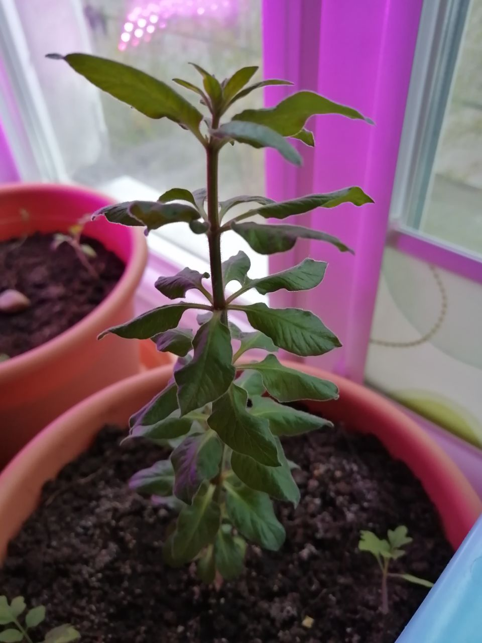 What kind of plant is this? - My, Plants, Houseplants, Longpost, Question, Botany