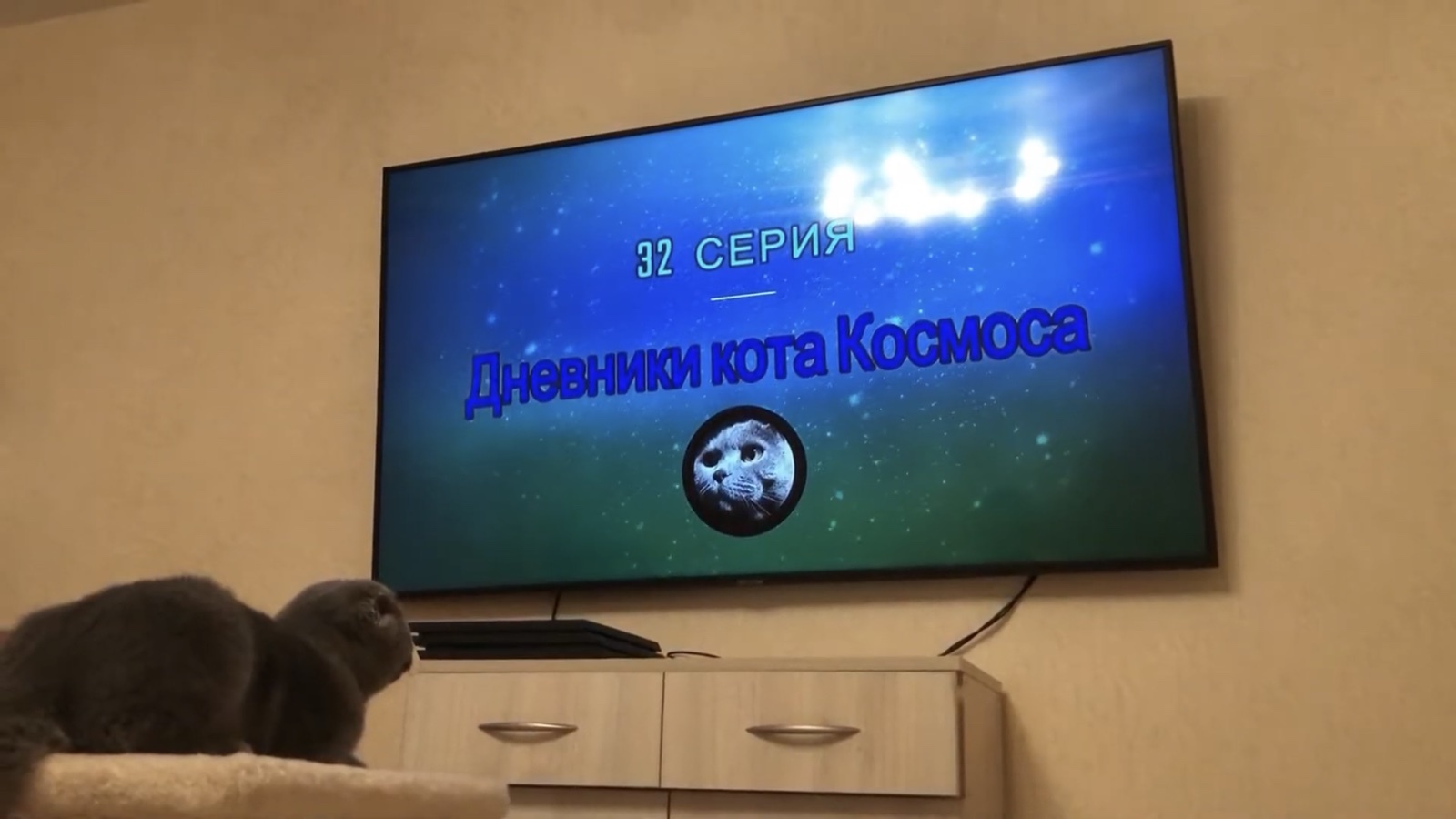 Кот смотрит телевизор, планшет и телефон | Пикабу