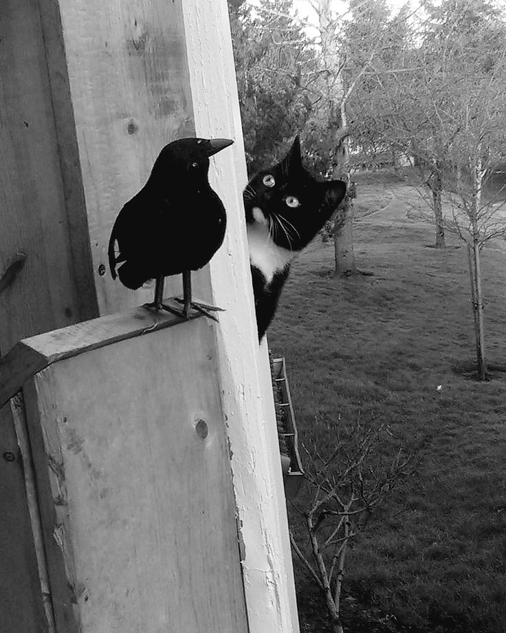 Hello, smart bird - cat, Birds